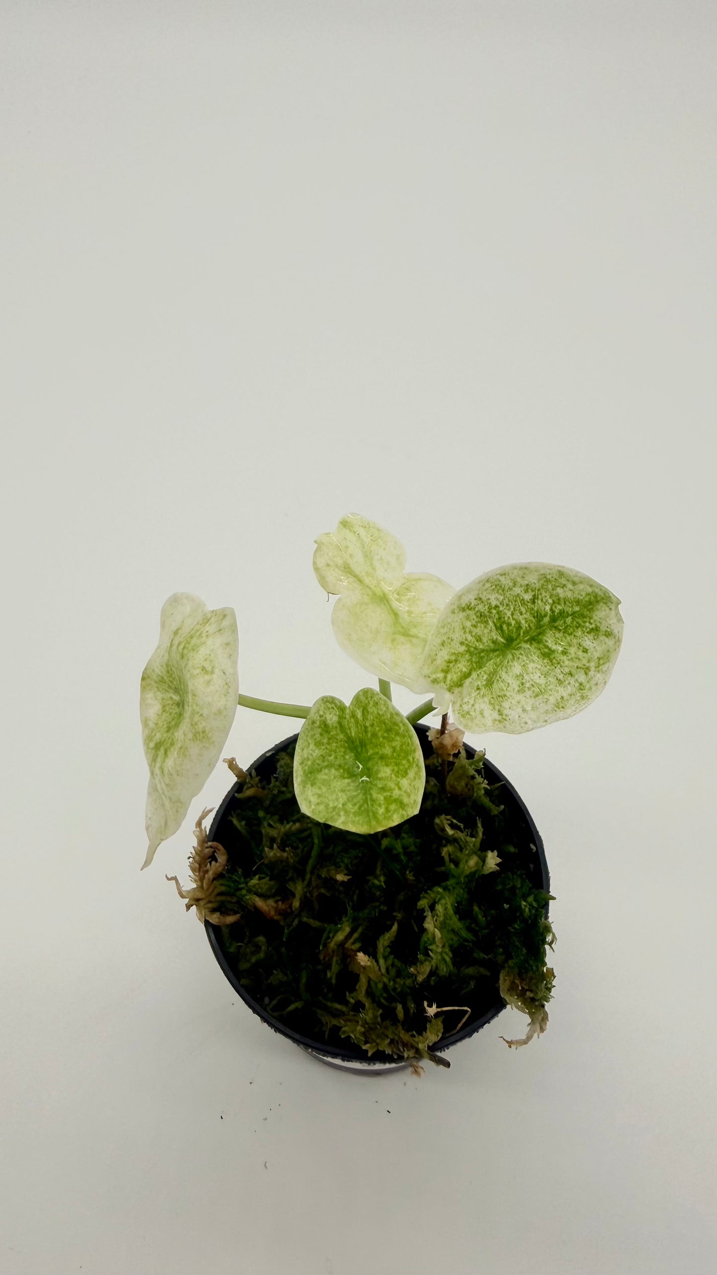 Alocasia Longiloba Mottled Variegata