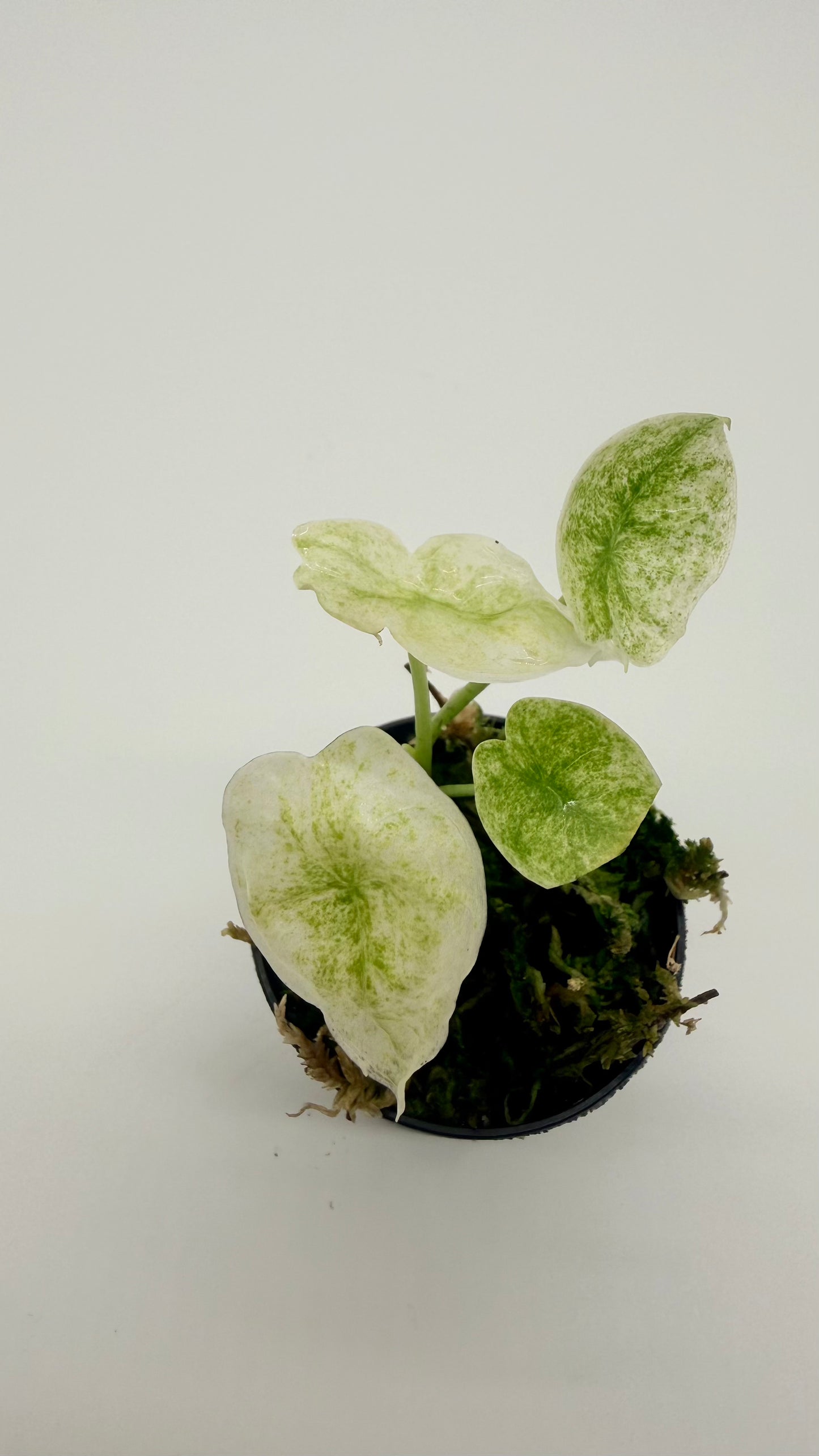Alocasia Longiloba Mottled Variegata