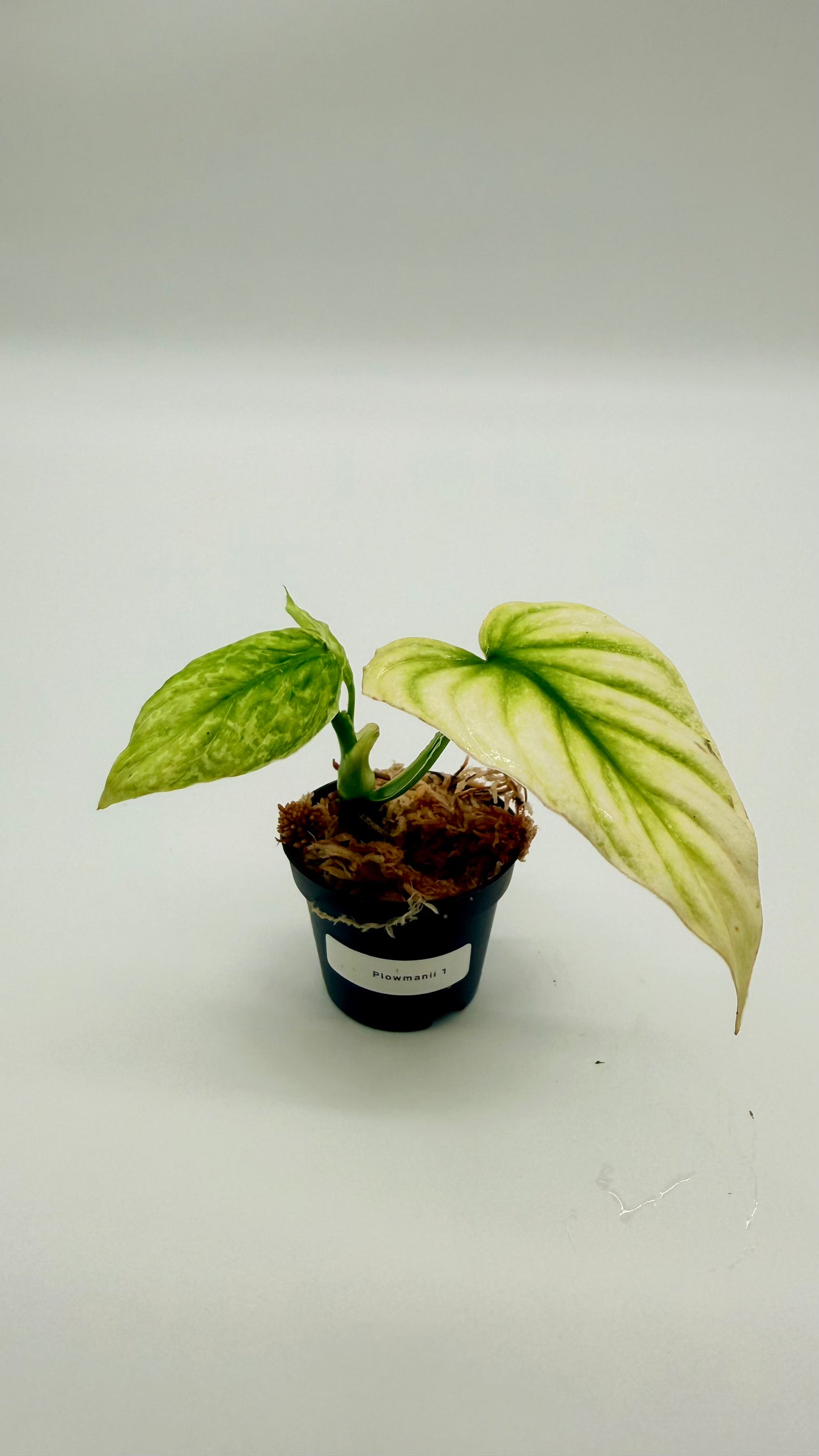 Philodendron Plowmanii Variegated
