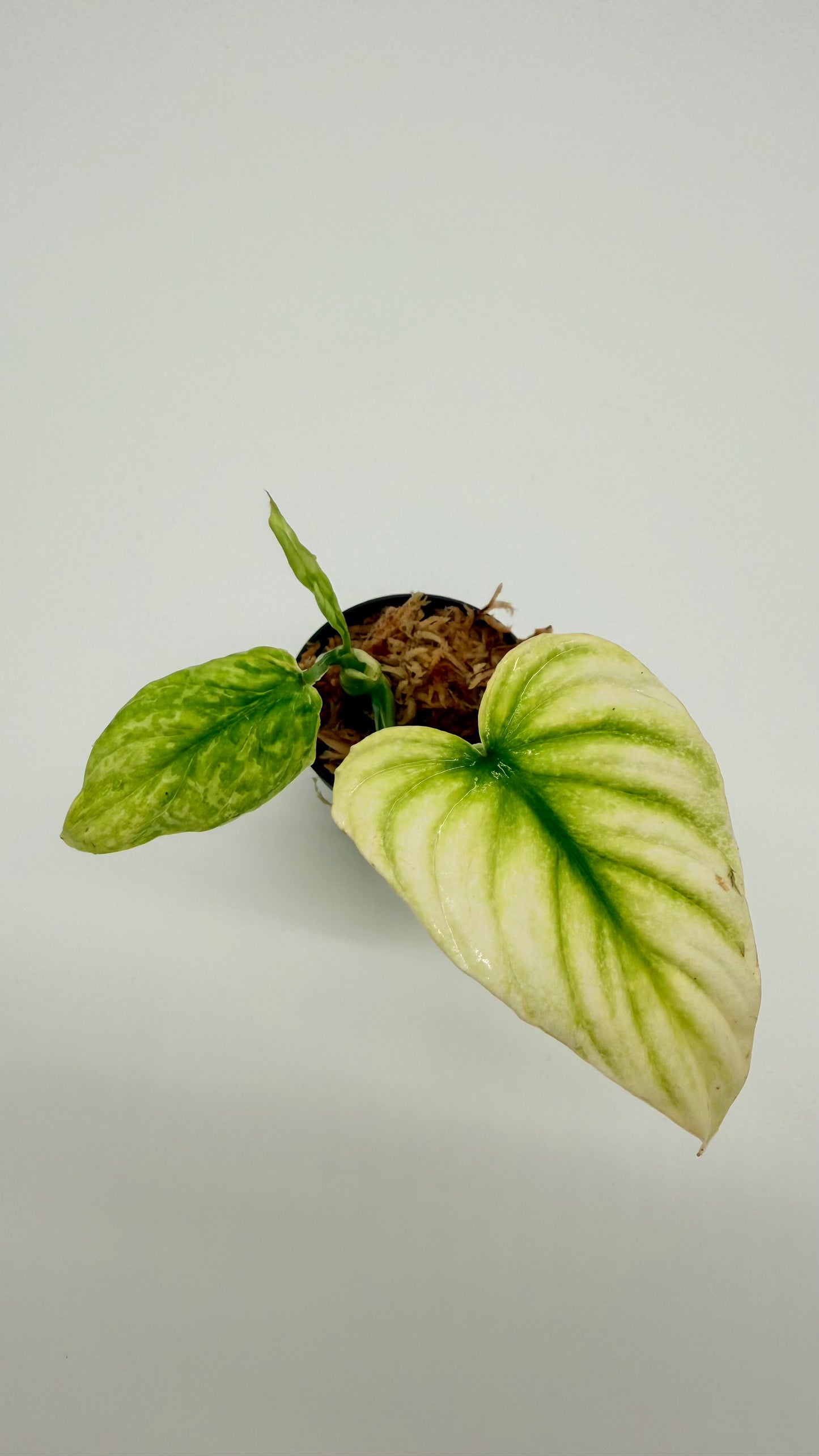 Philodendron Plowmanii Variegated