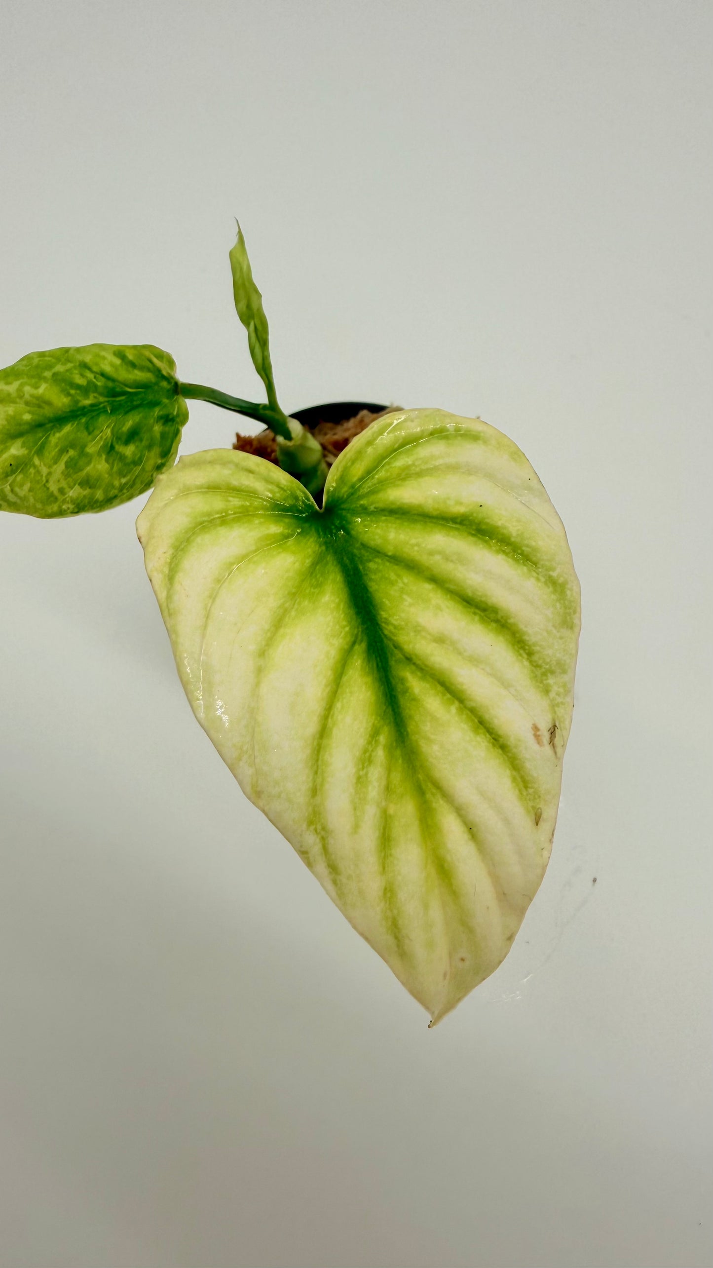Philodendron Plowmanii Variegated