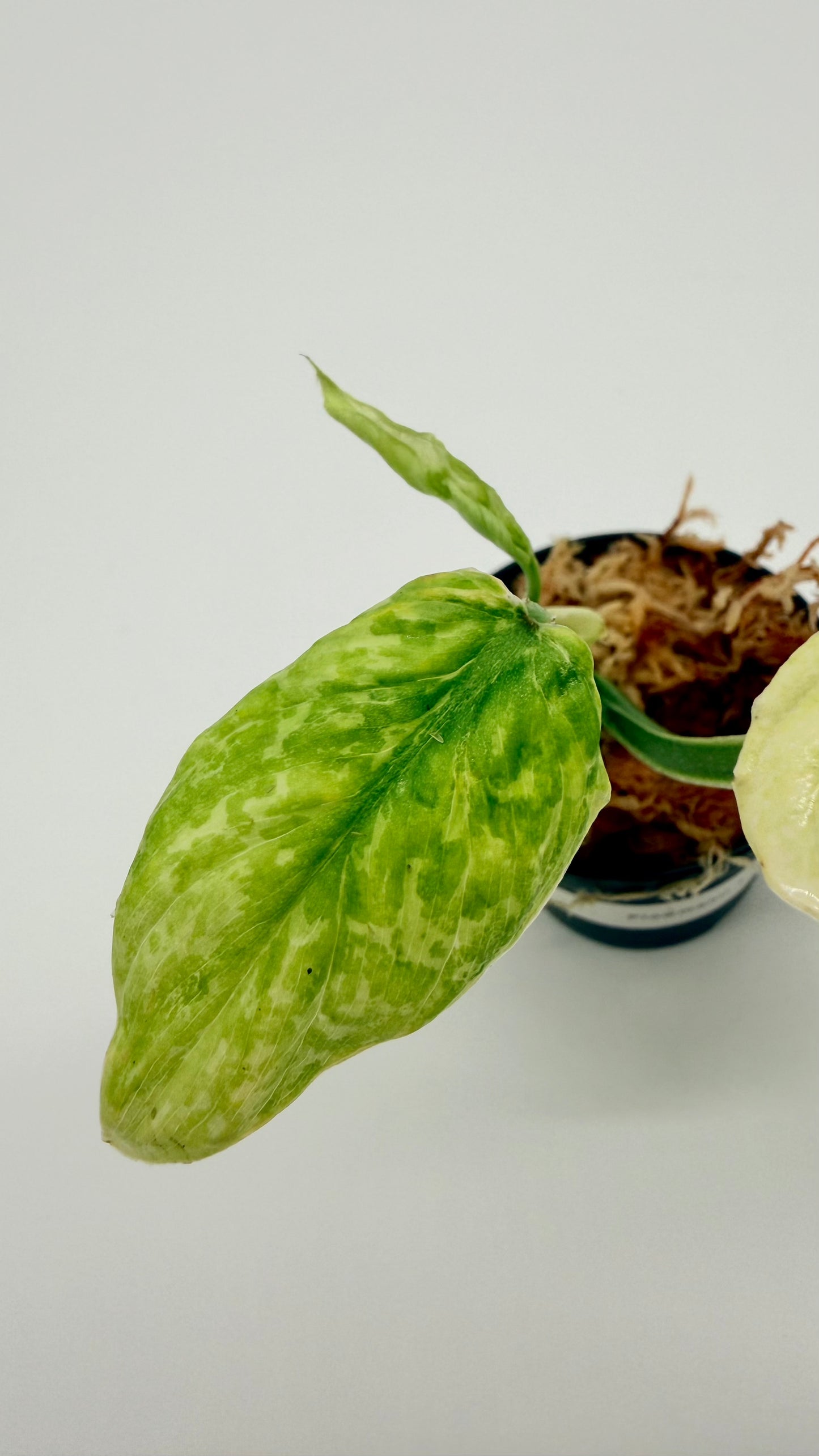 Philodendron Plowmanii Variegated