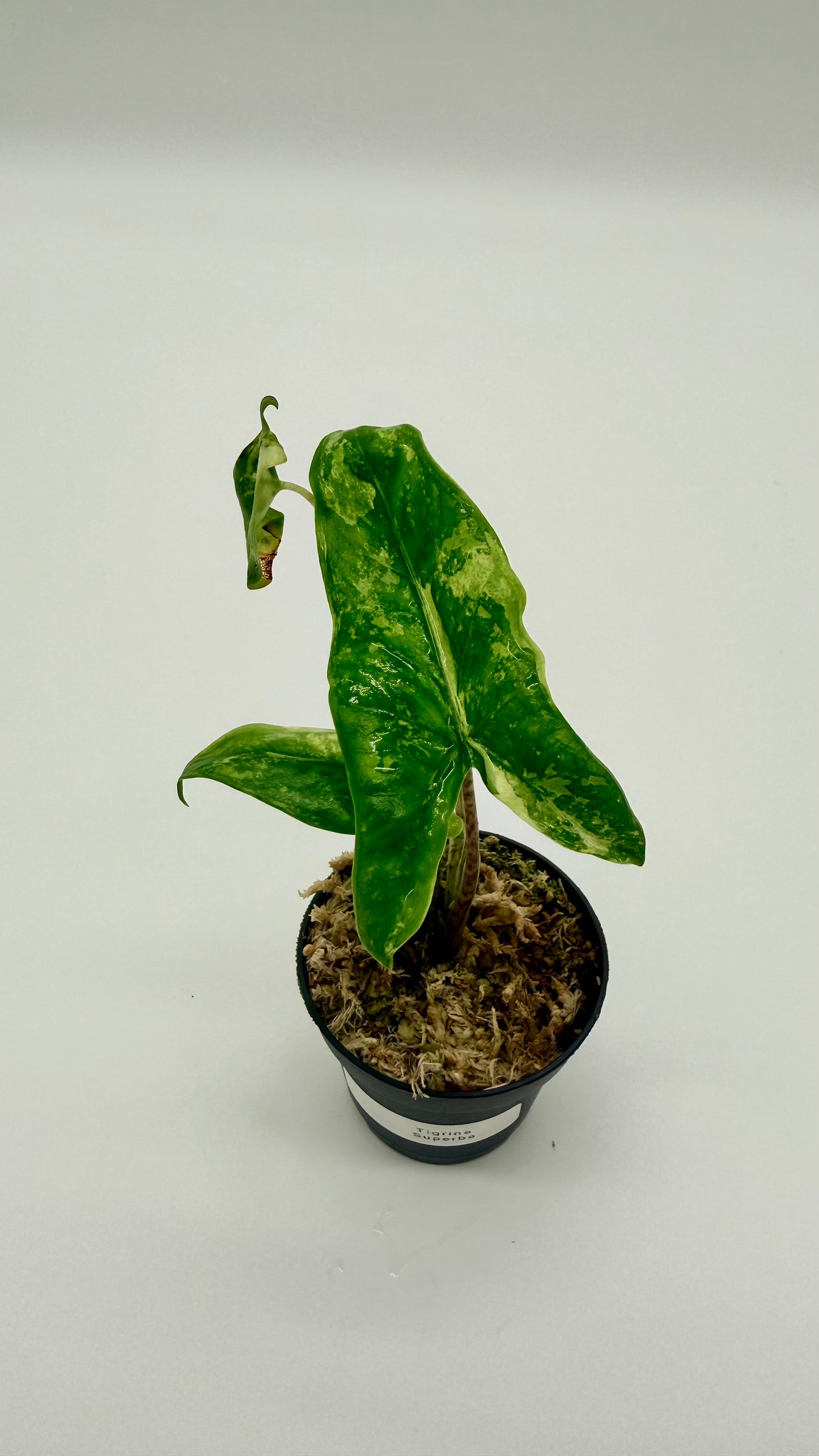 Alocasia Tigrina Superba Albo Variegata