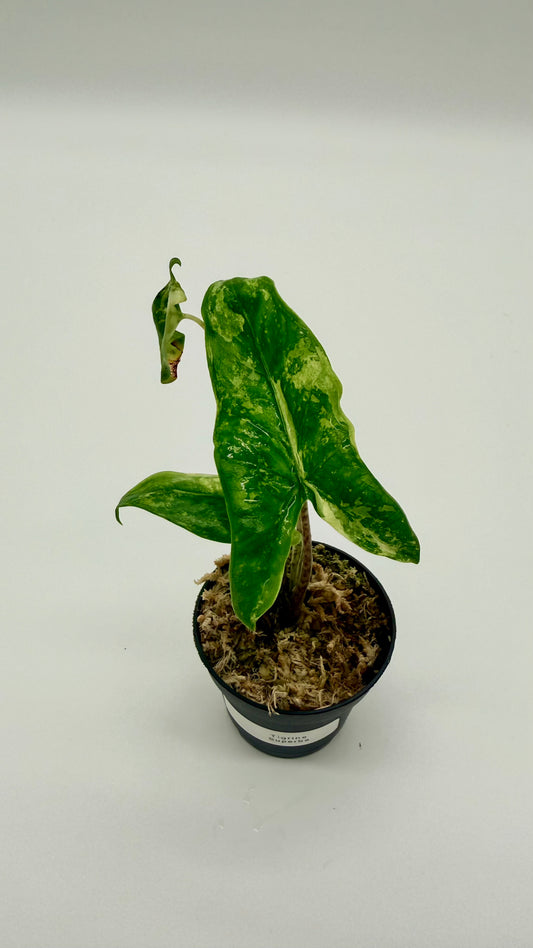 Alocasia Tigrina Superba Albo Variegata
