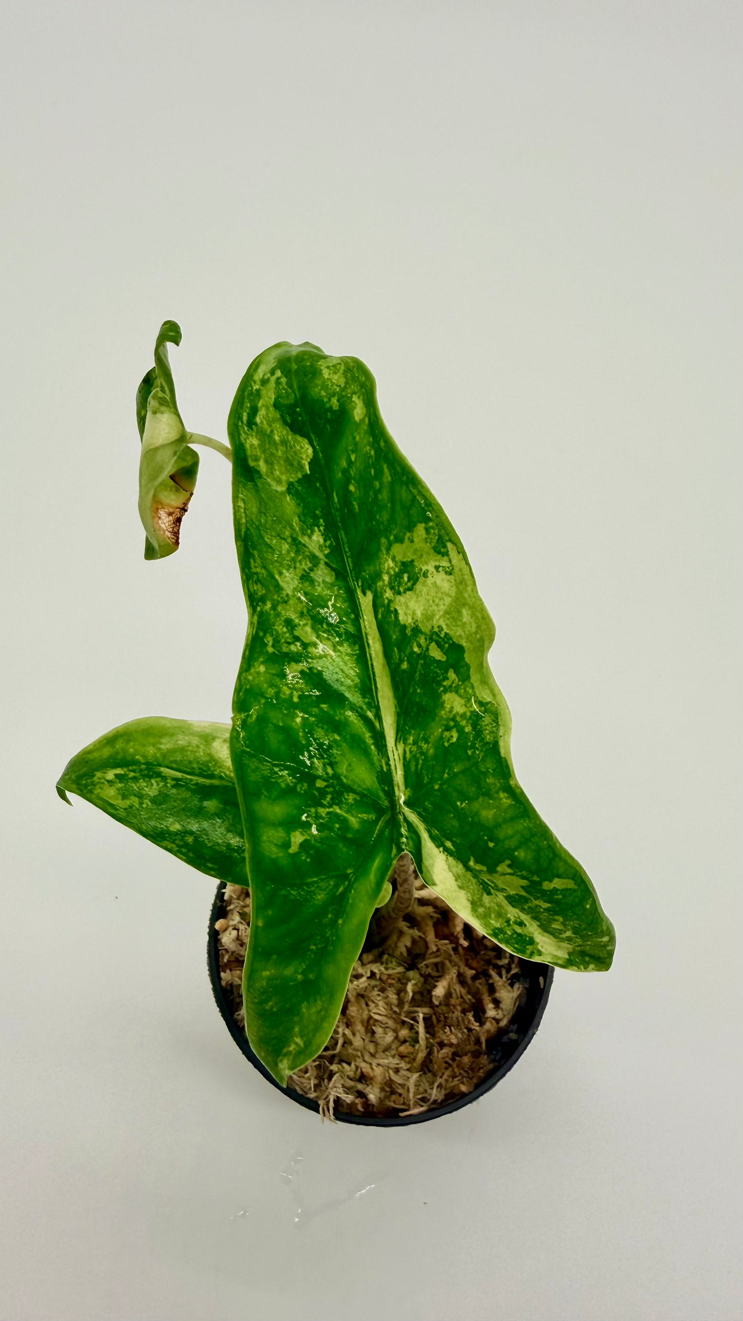 Alocasia Tigrina Superba Albo Variegata