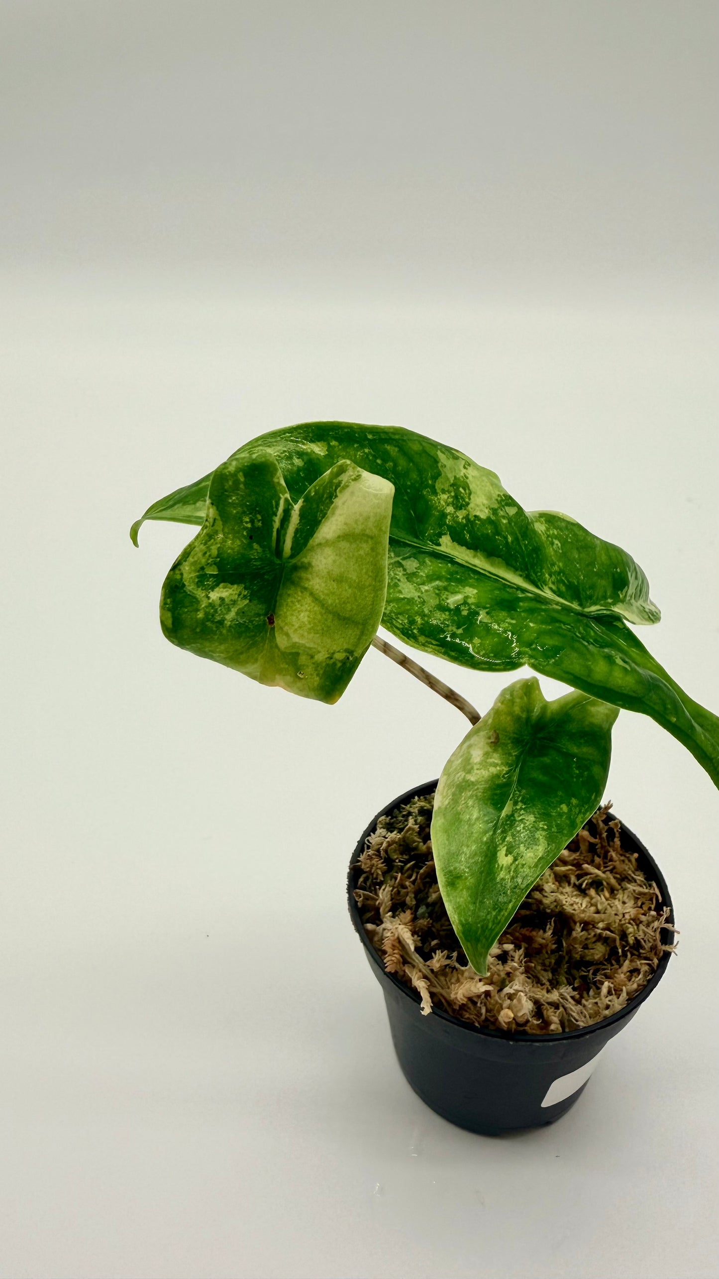 Alocasia Tigrina Superba Albo Variegata