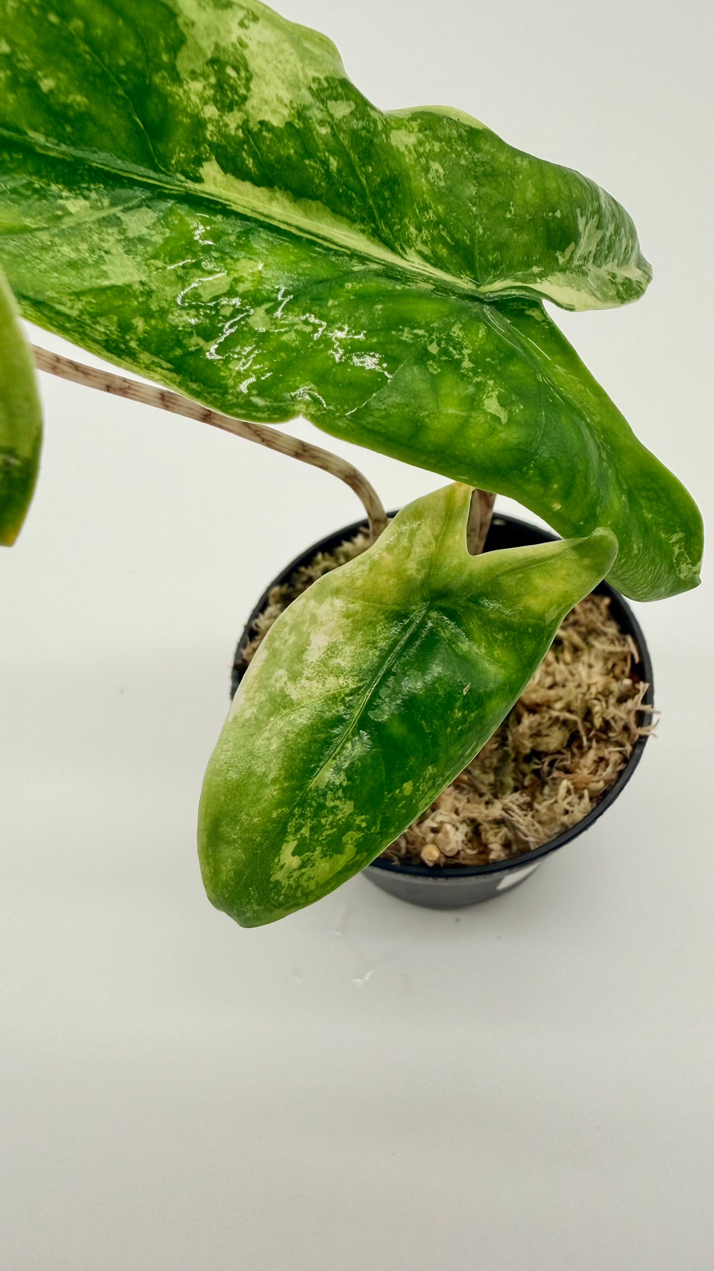 Alocasia Tigrina Superba Albo Variegata