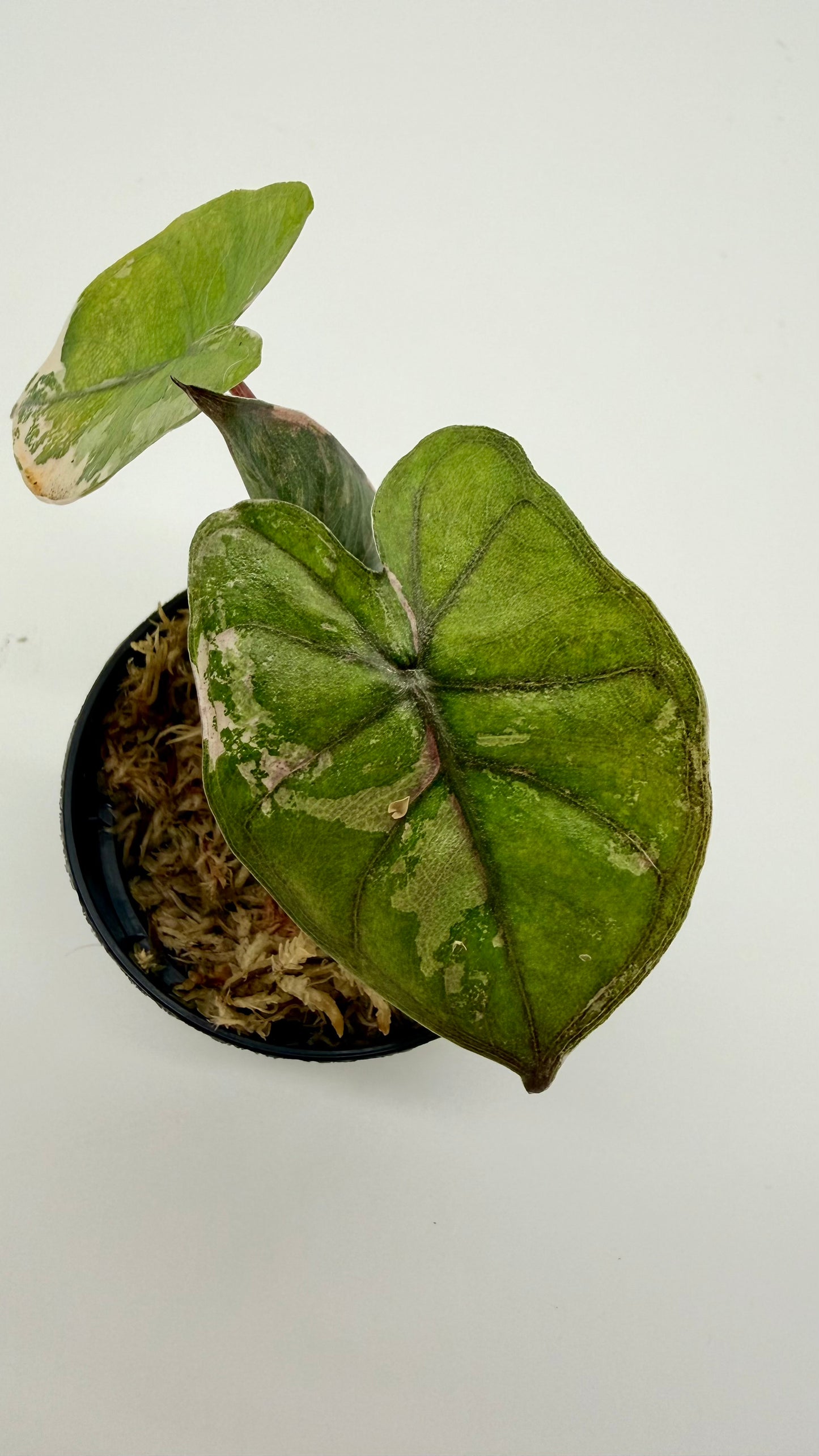 Alocasia Yucatán Princess Albo/Pink Variegata