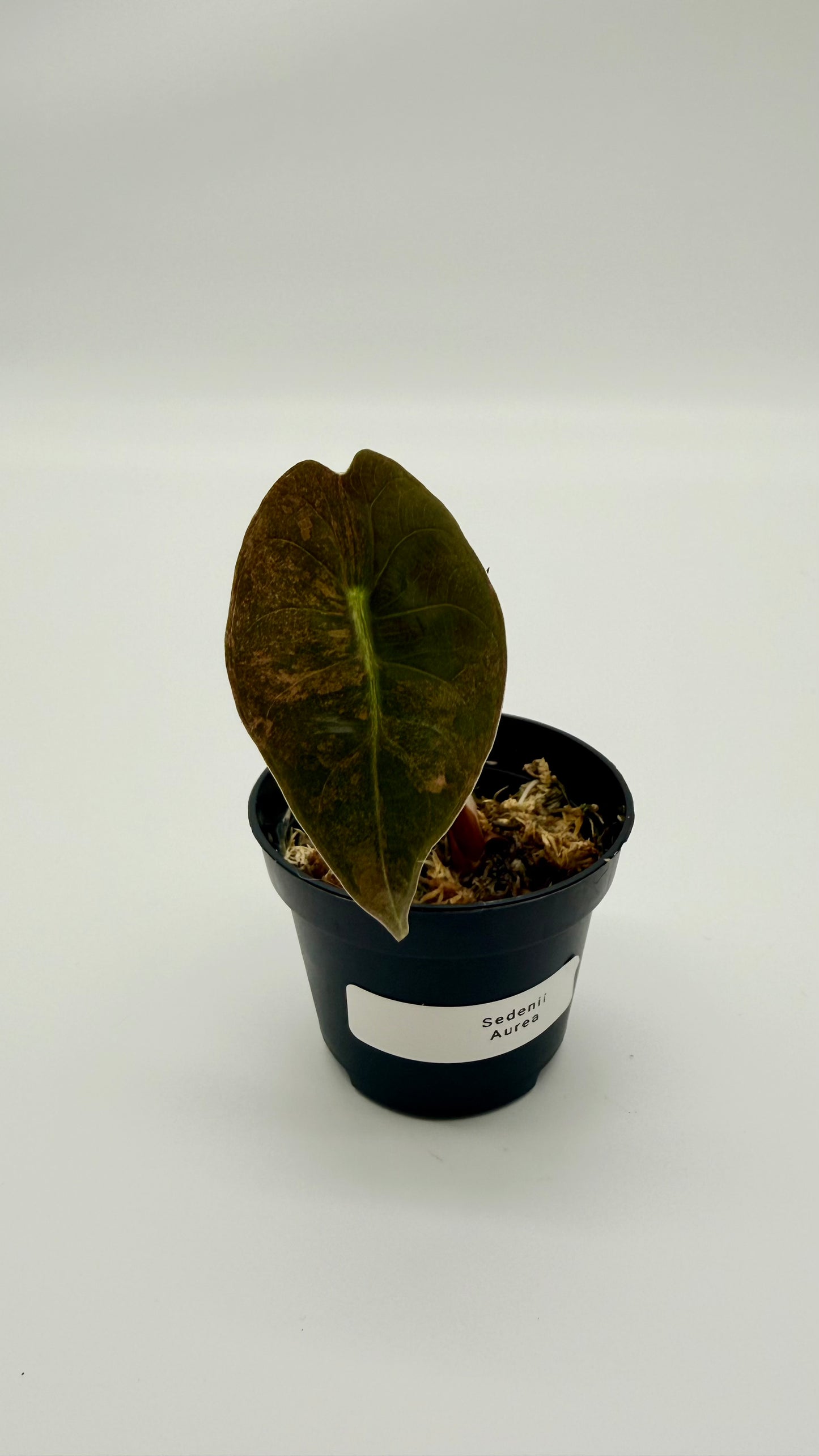 Alocasia Sedenii Aurea Variegata