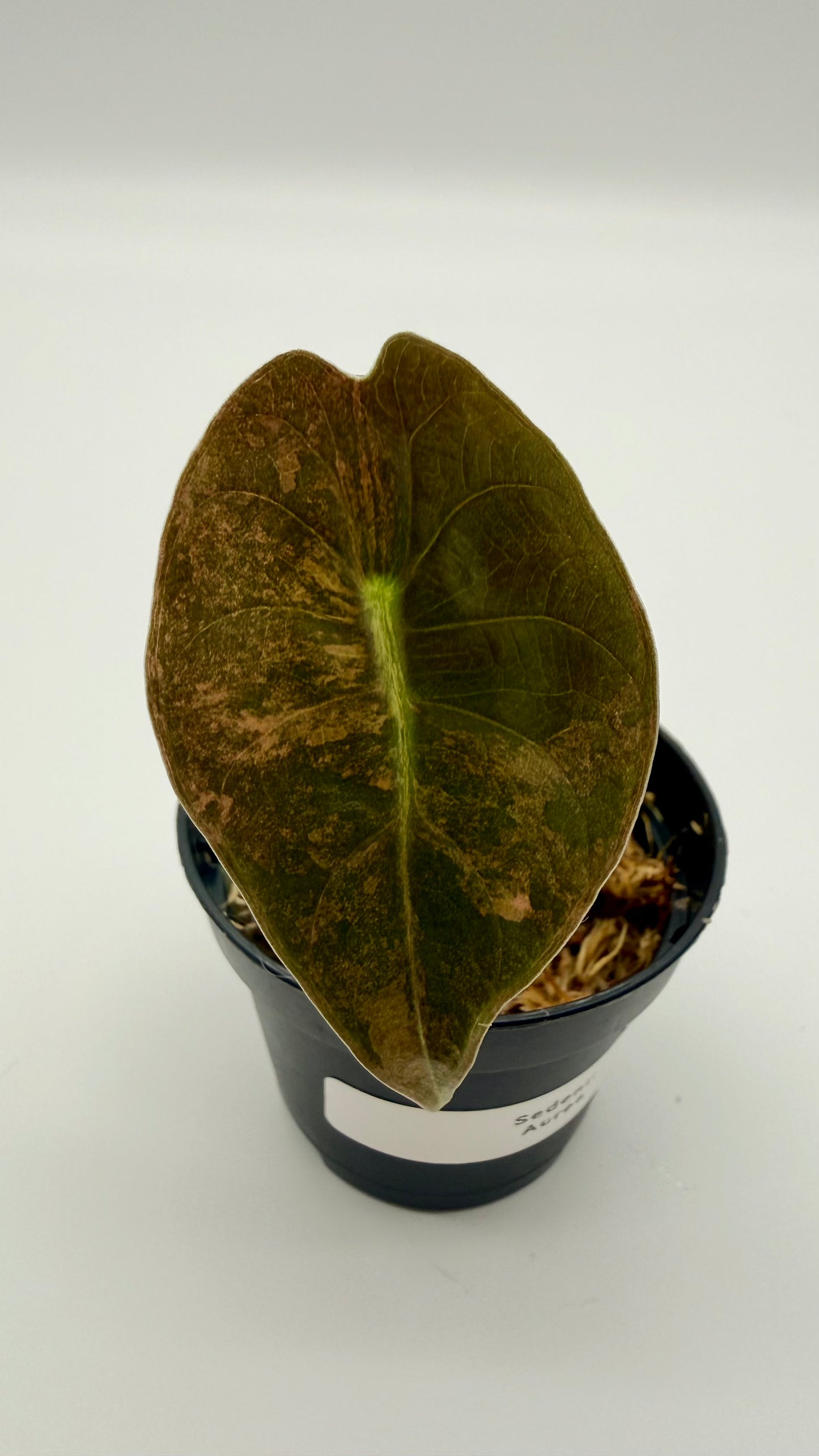 Alocasia Sedenii Aurea Variegata