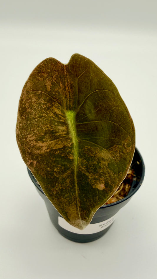 Alocasia Sedenii Aurea Variegata