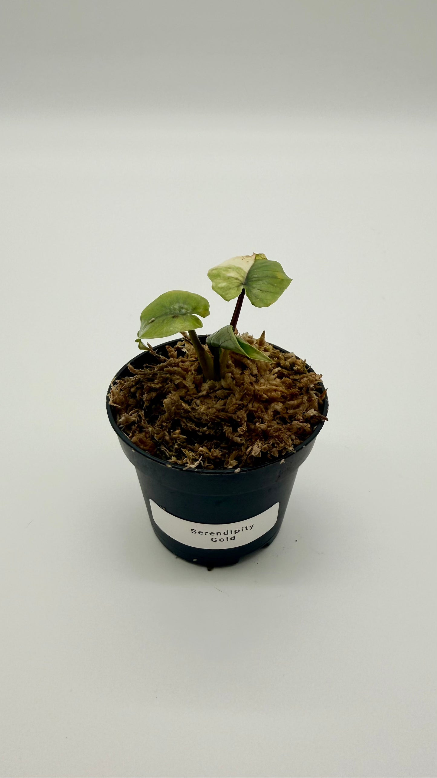 Alocasia Serendipity Gold Variegata