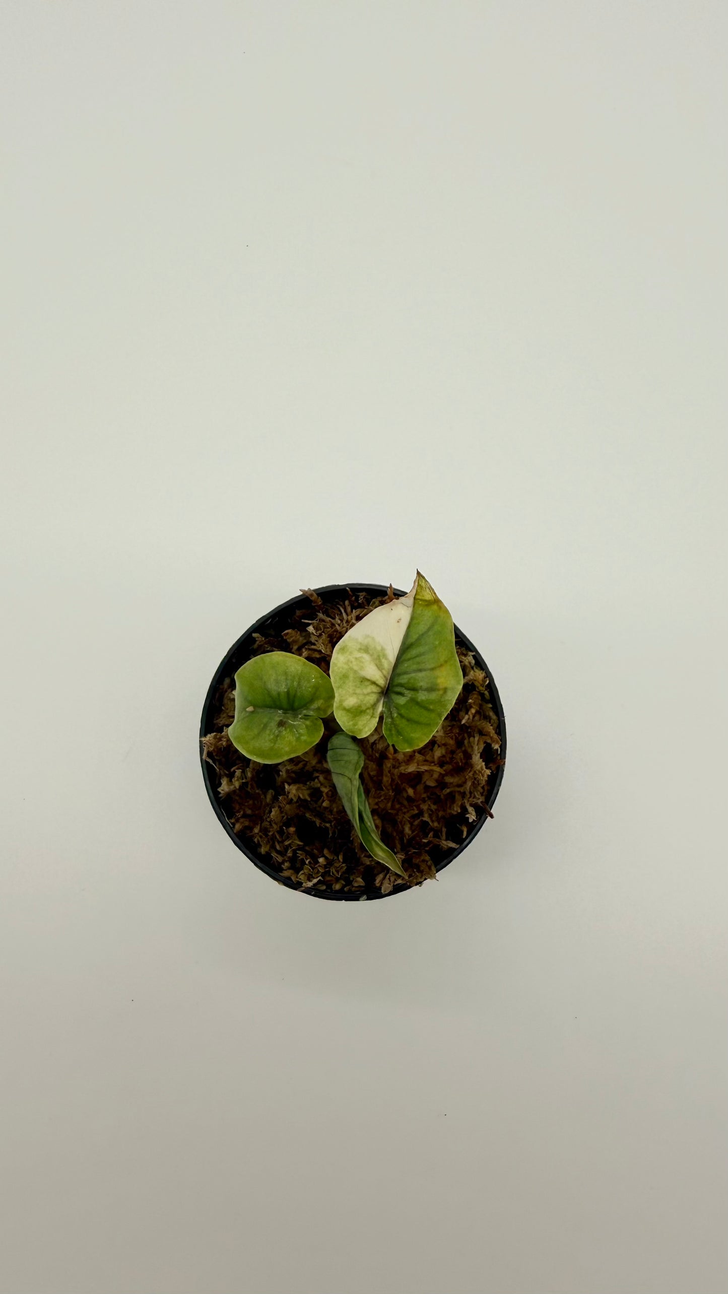 Alocasia Serendipity Gold Variegata