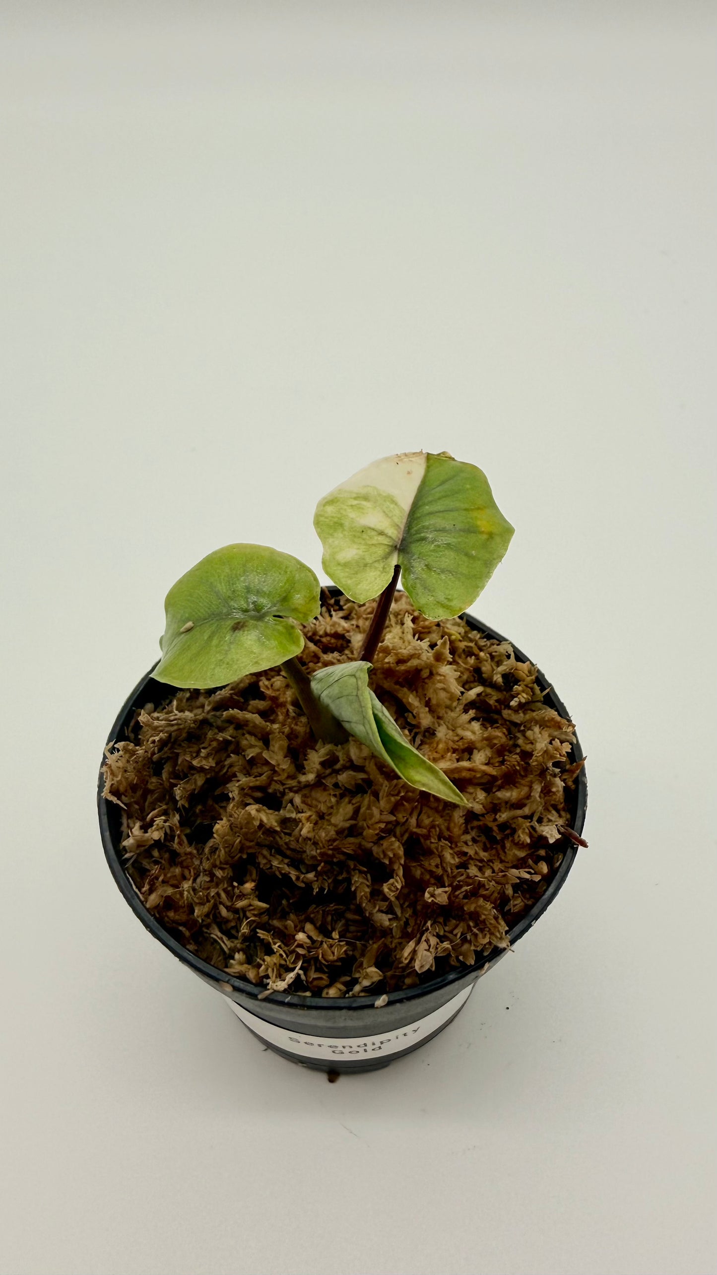 Alocasia Serendipity Gold Variegata