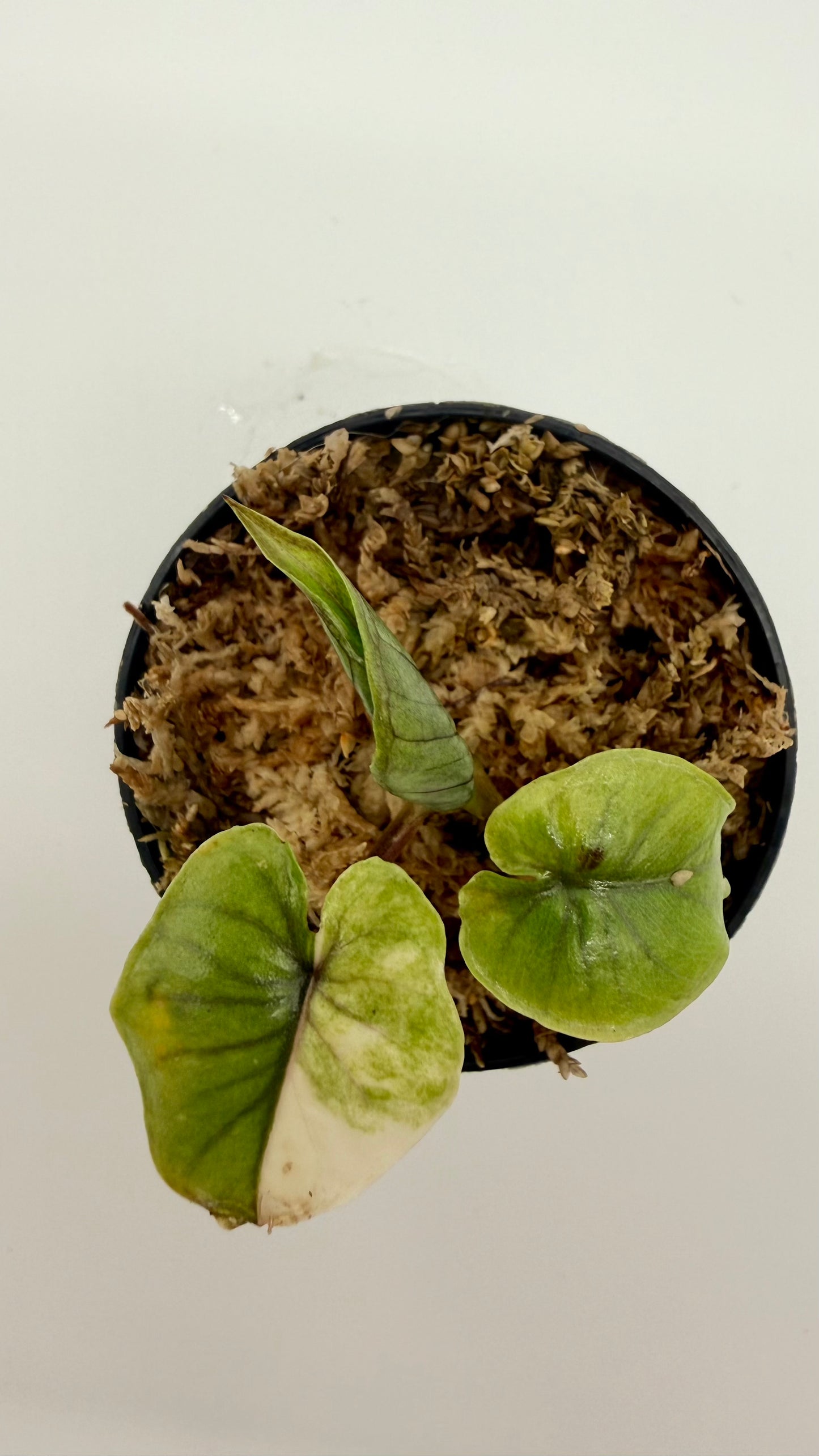 Alocasia Serendipity Gold Variegata