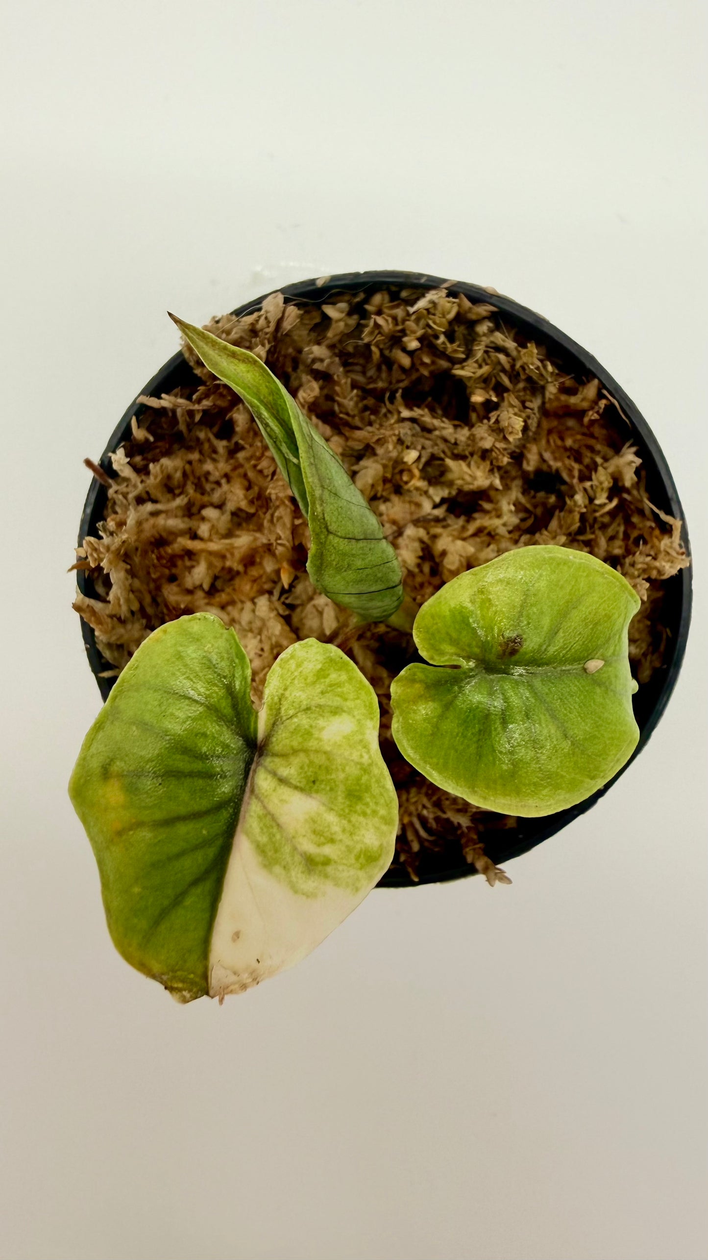 Alocasia Serendipity Gold Variegata