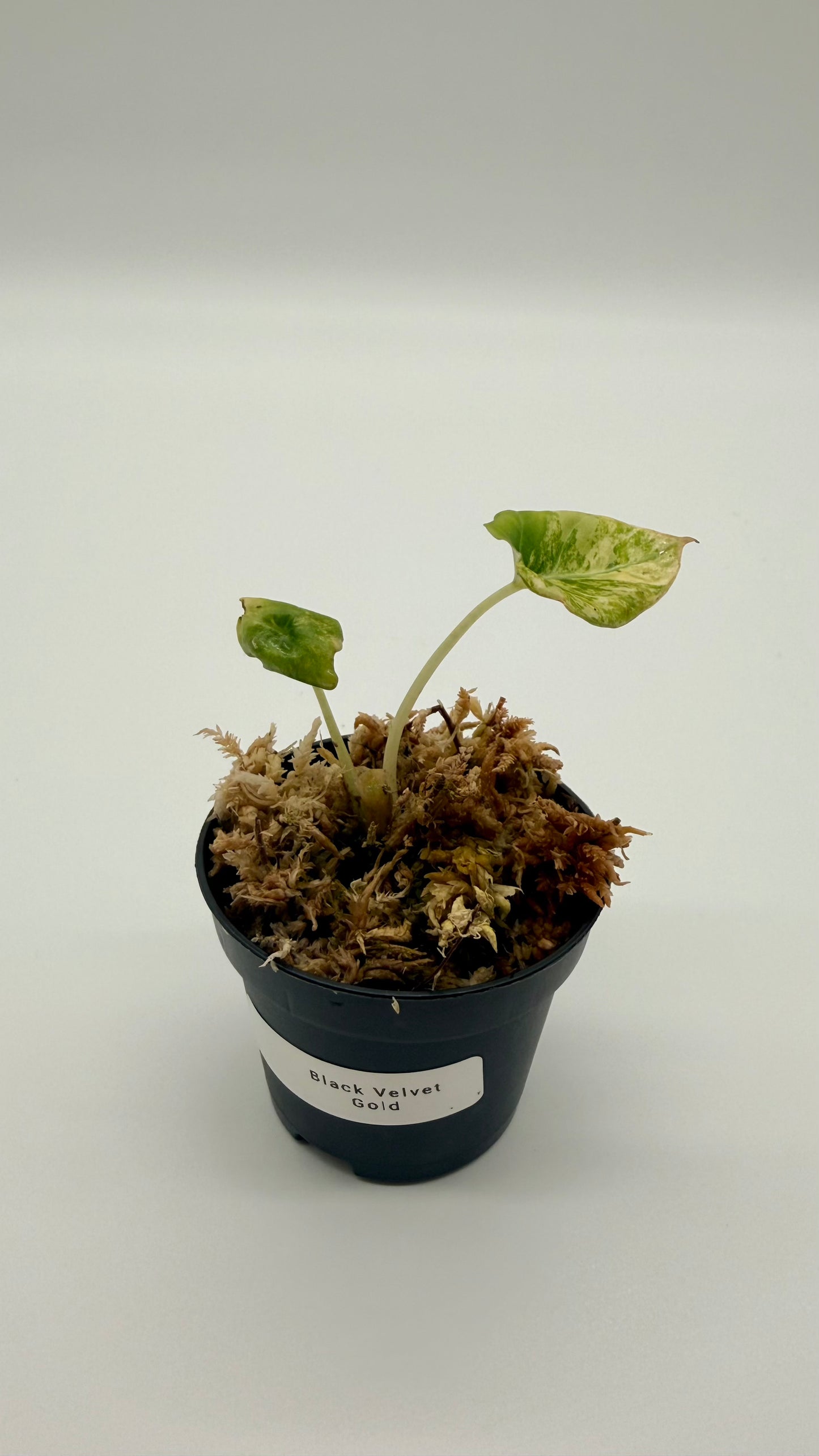 Alocasia Black Velvet Gold Variegata