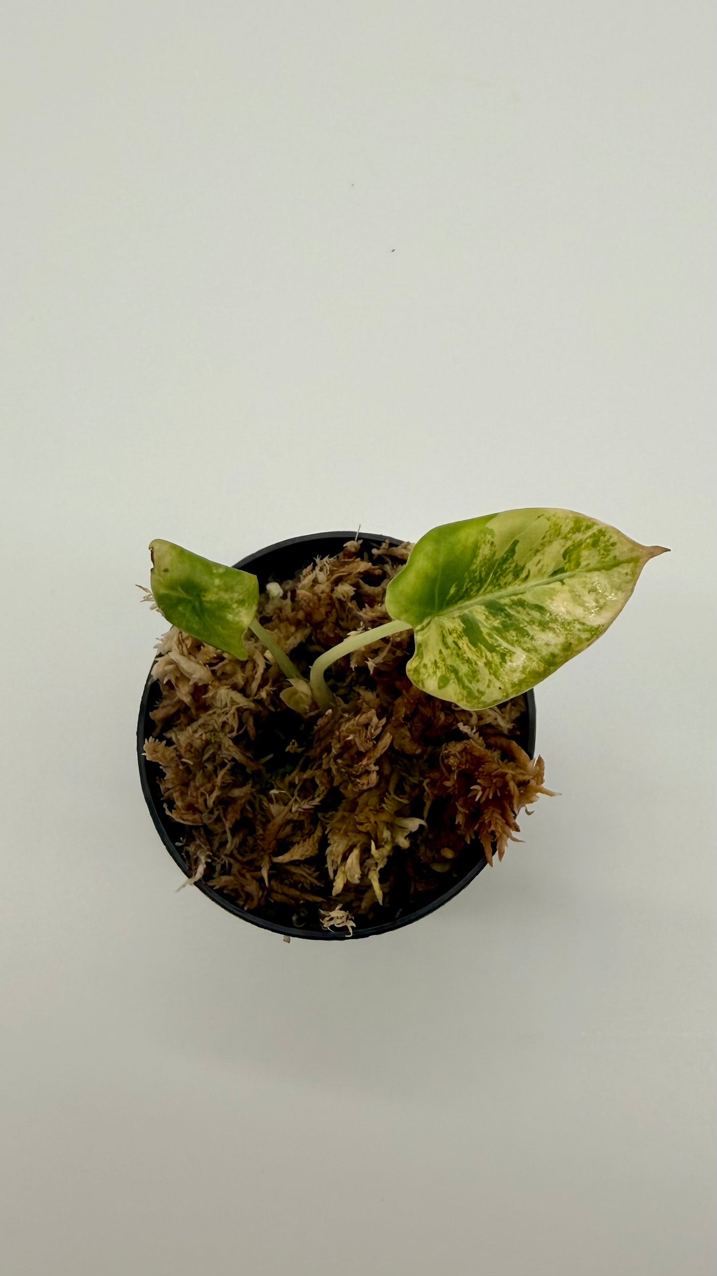 Alocasia Black Velvet Gold Variegata
