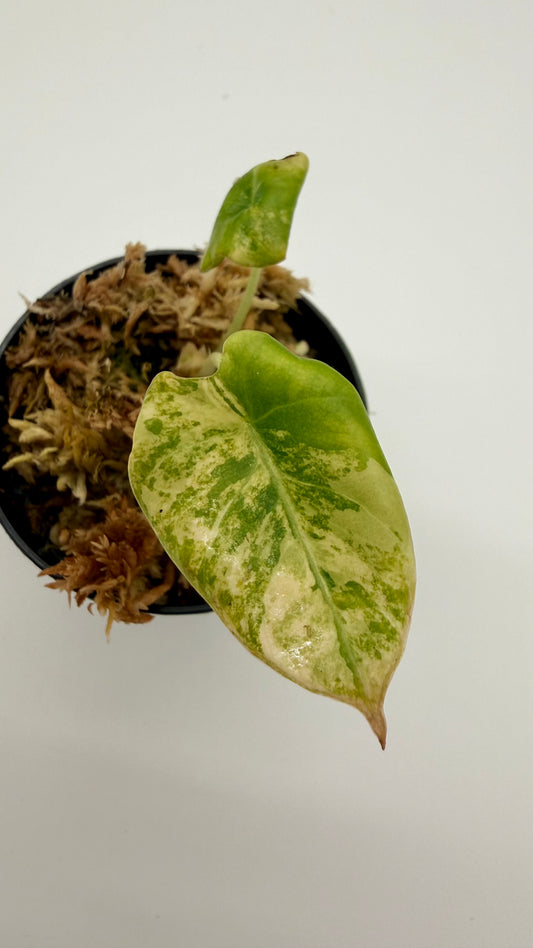 Alocasia Black Velvet Gold Variegata