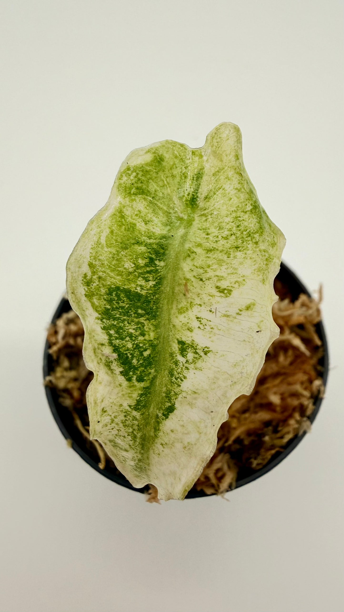 Alocasia Venom Albo/Pink Variegata