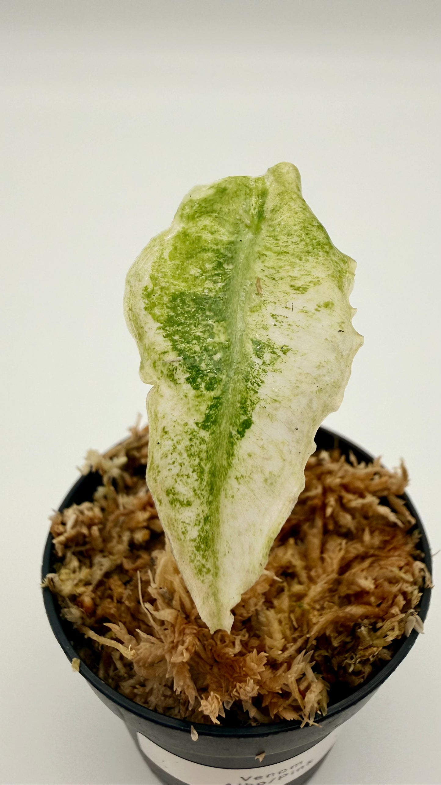 Alocasia Venom Albo/Pink Variegata