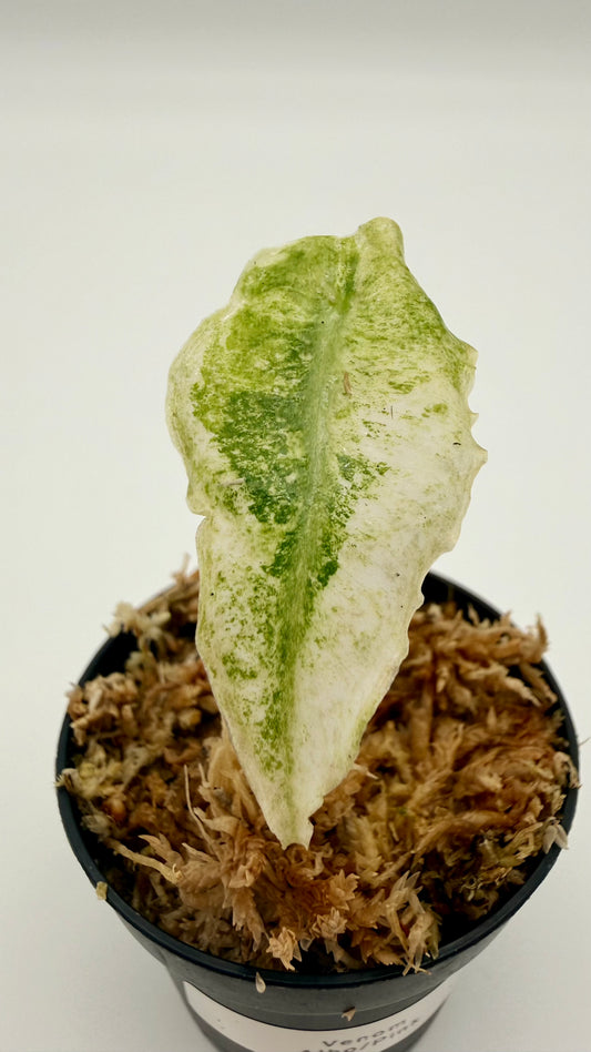 Alocasia Venom Albo/Pink Variegata