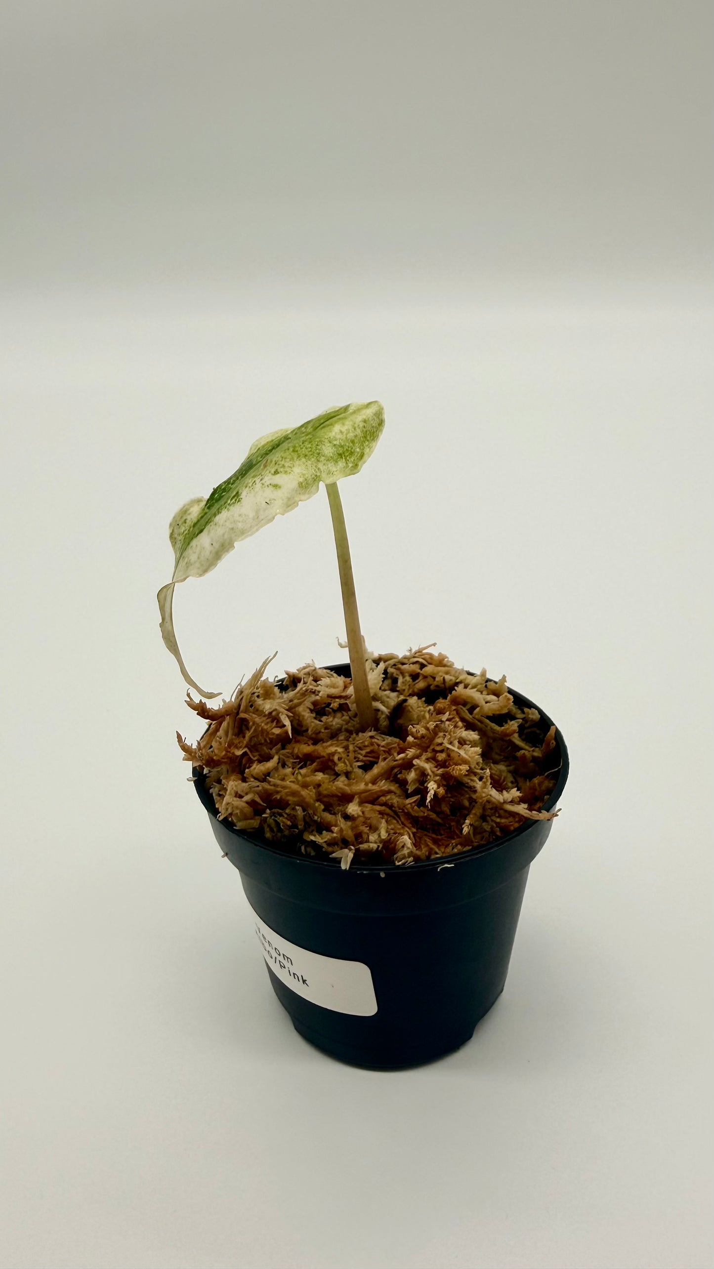 Alocasia Venom Albo/Pink Variegata