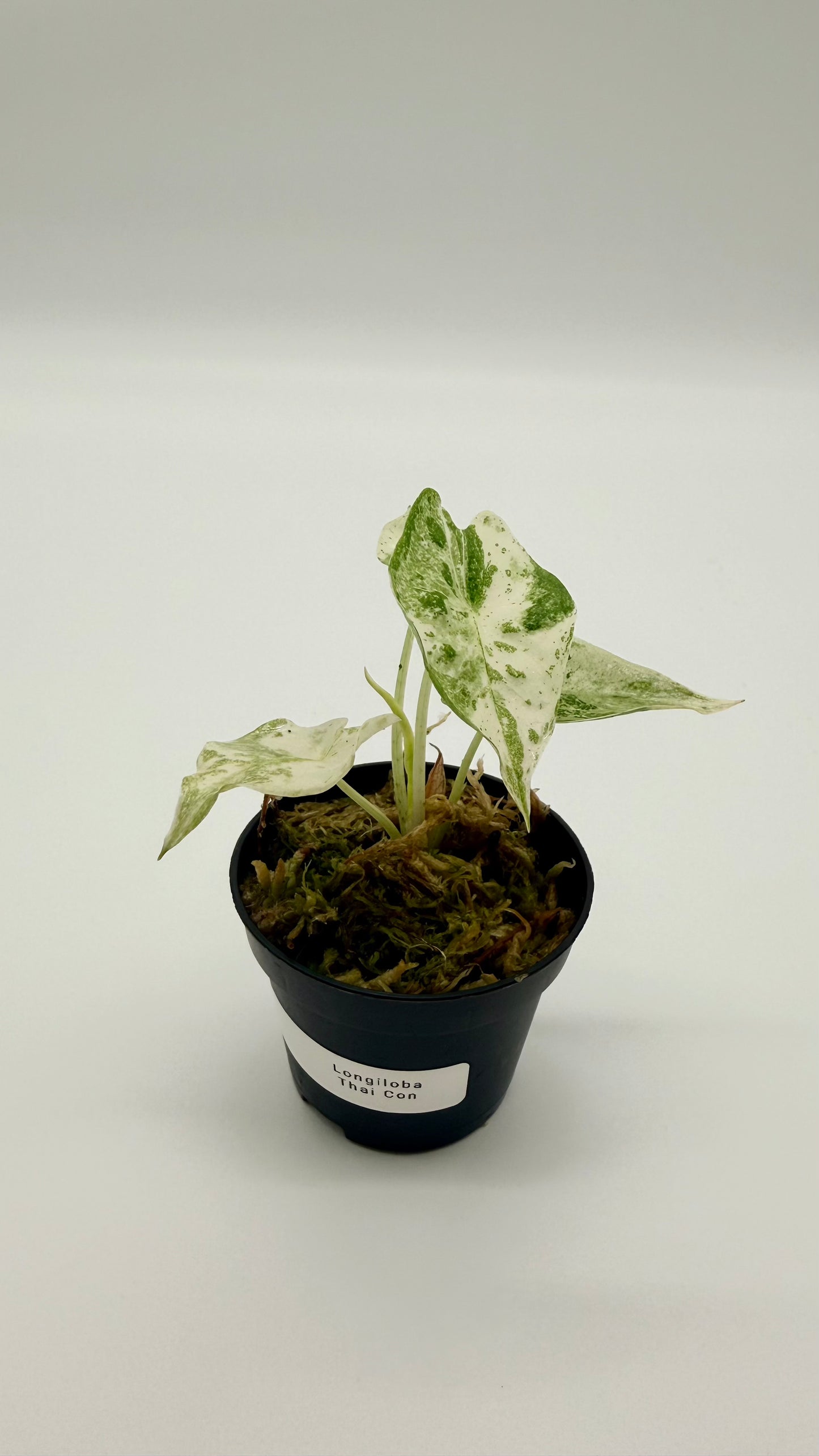 Alocasia Longiloba Thai Con Variegata