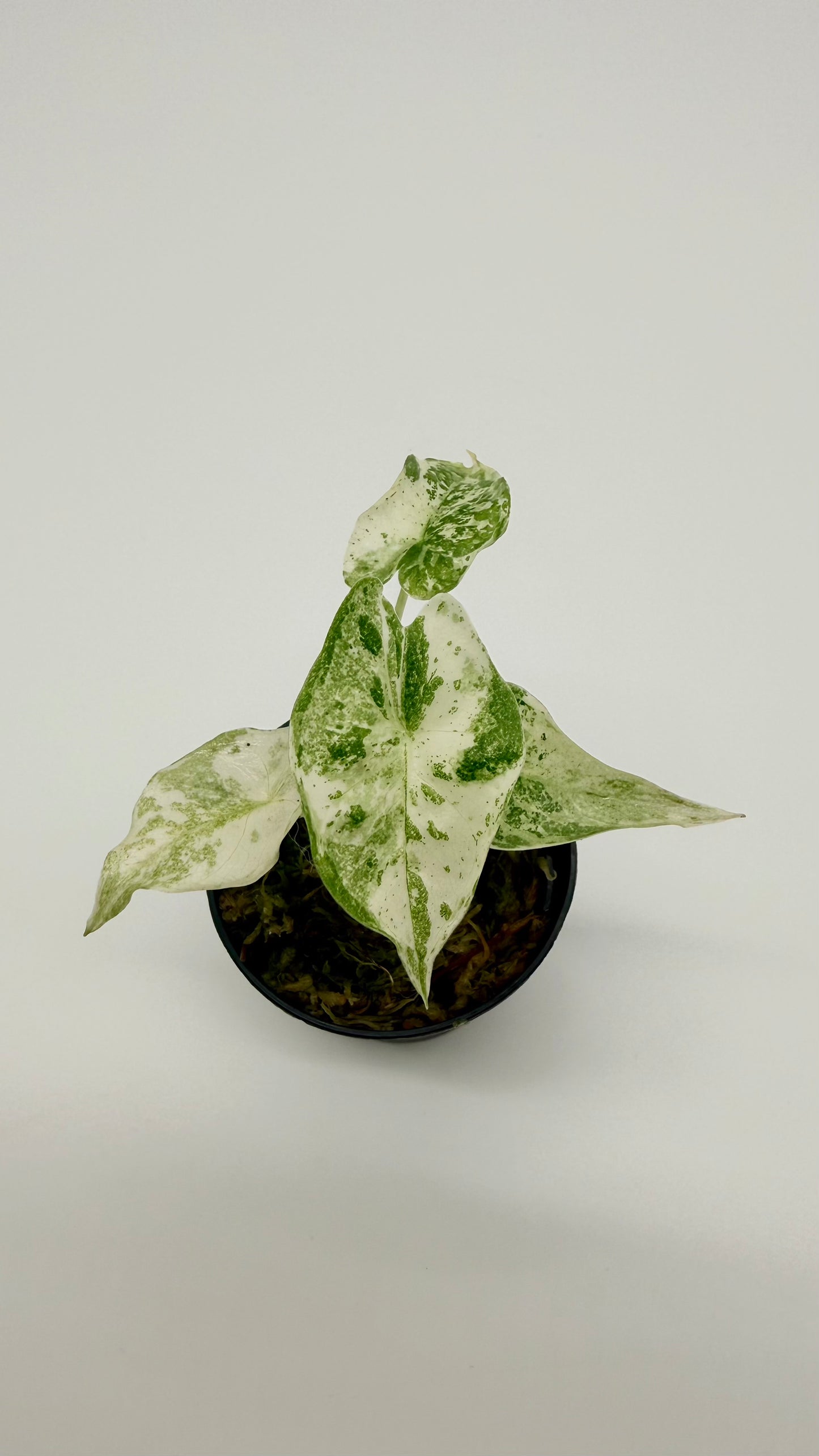 Alocasia Longiloba Thai Con Variegata
