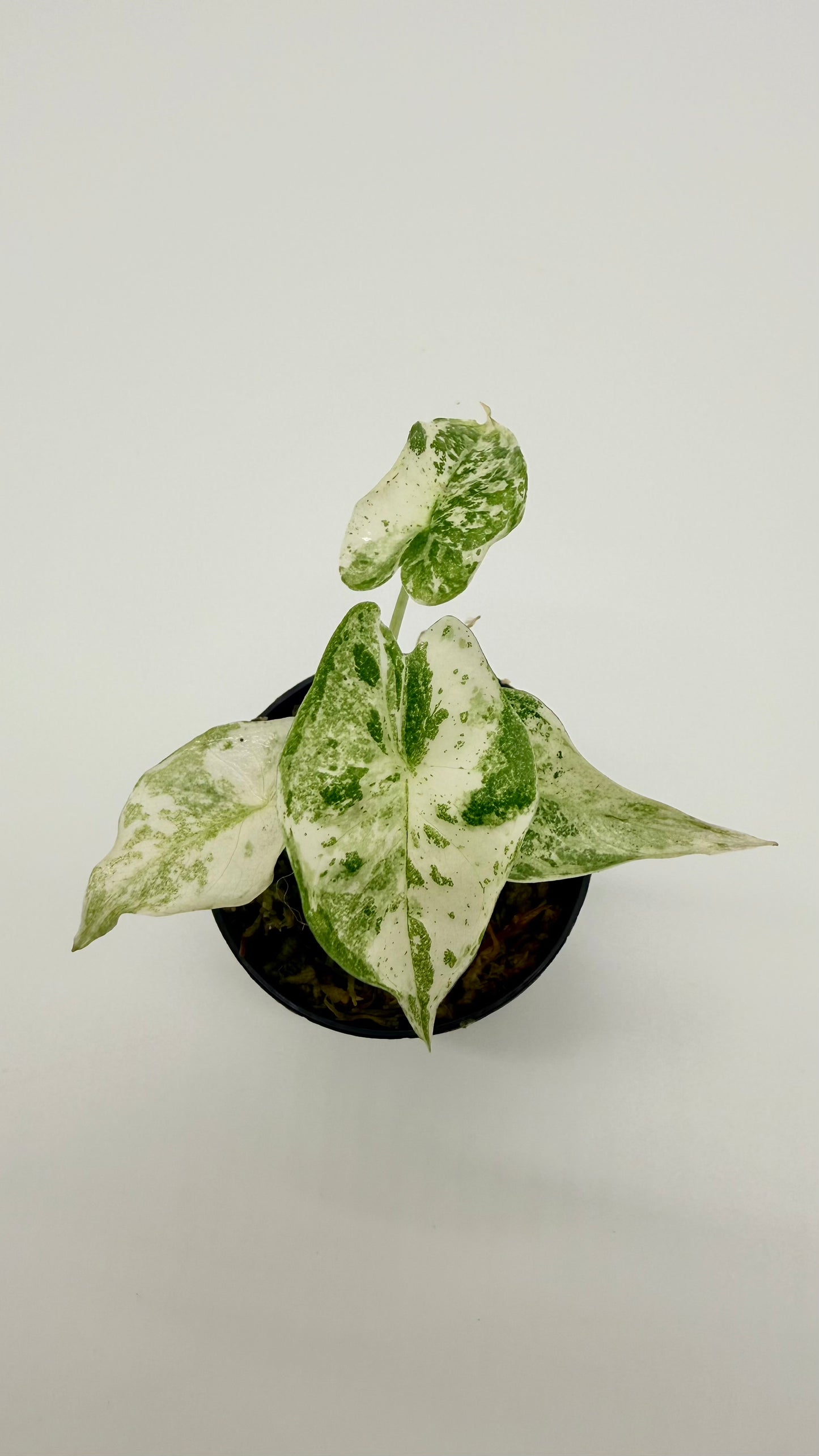 Alocasia Longiloba Thai Con Variegata