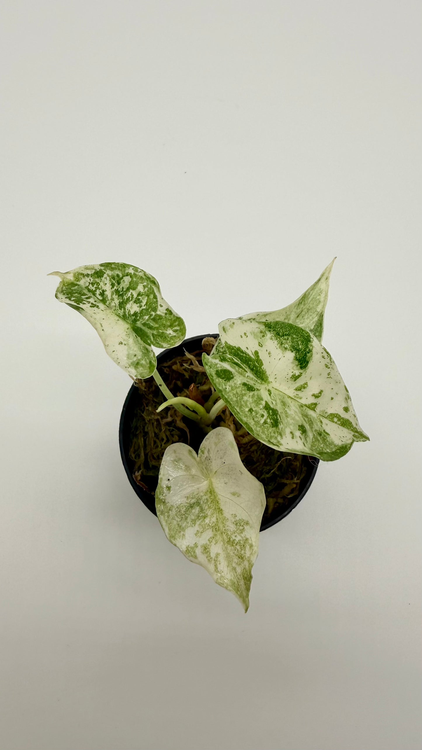 Alocasia Longiloba Thai Con Variegata