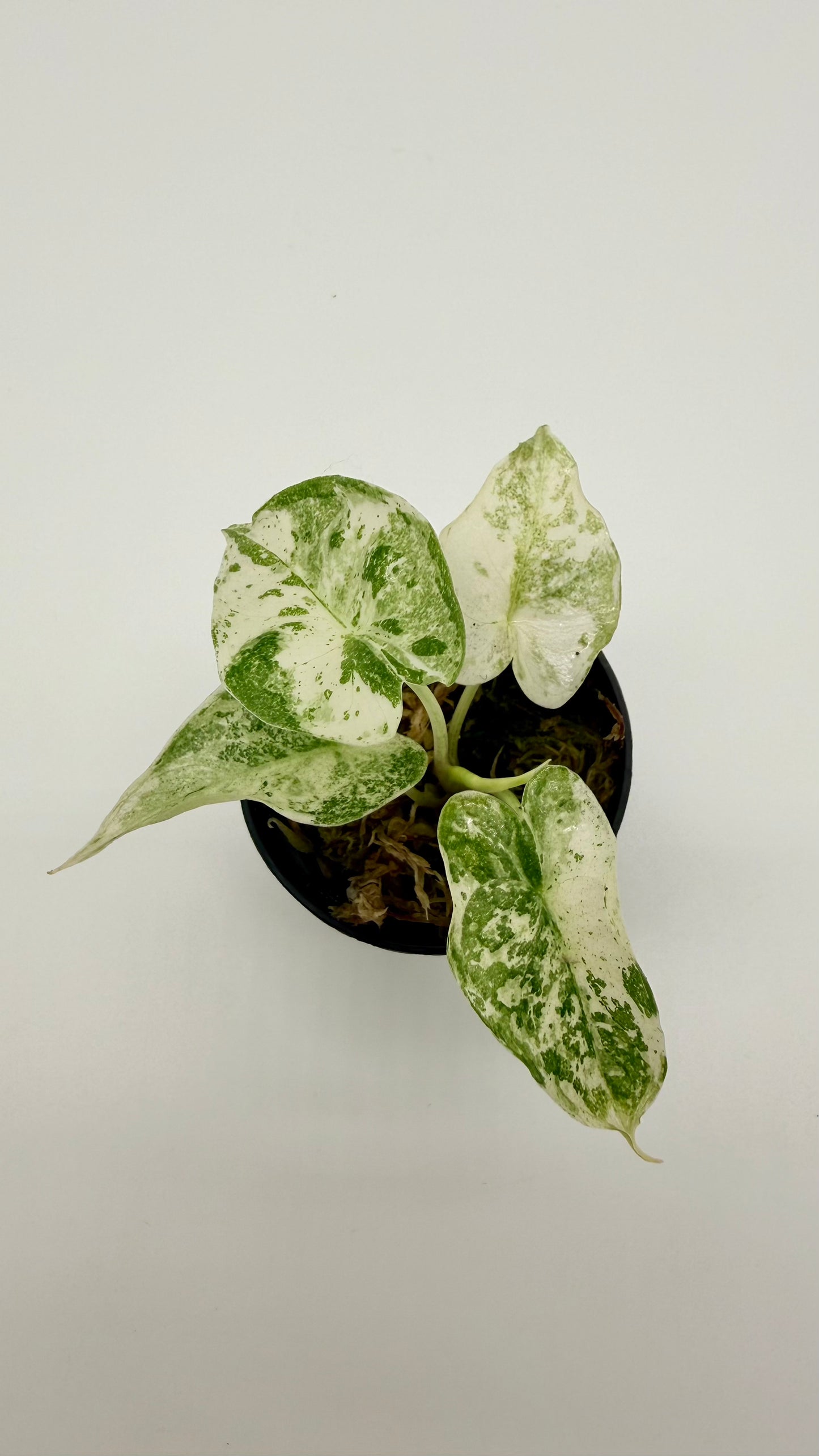 Alocasia Longiloba Thai Con Variegata