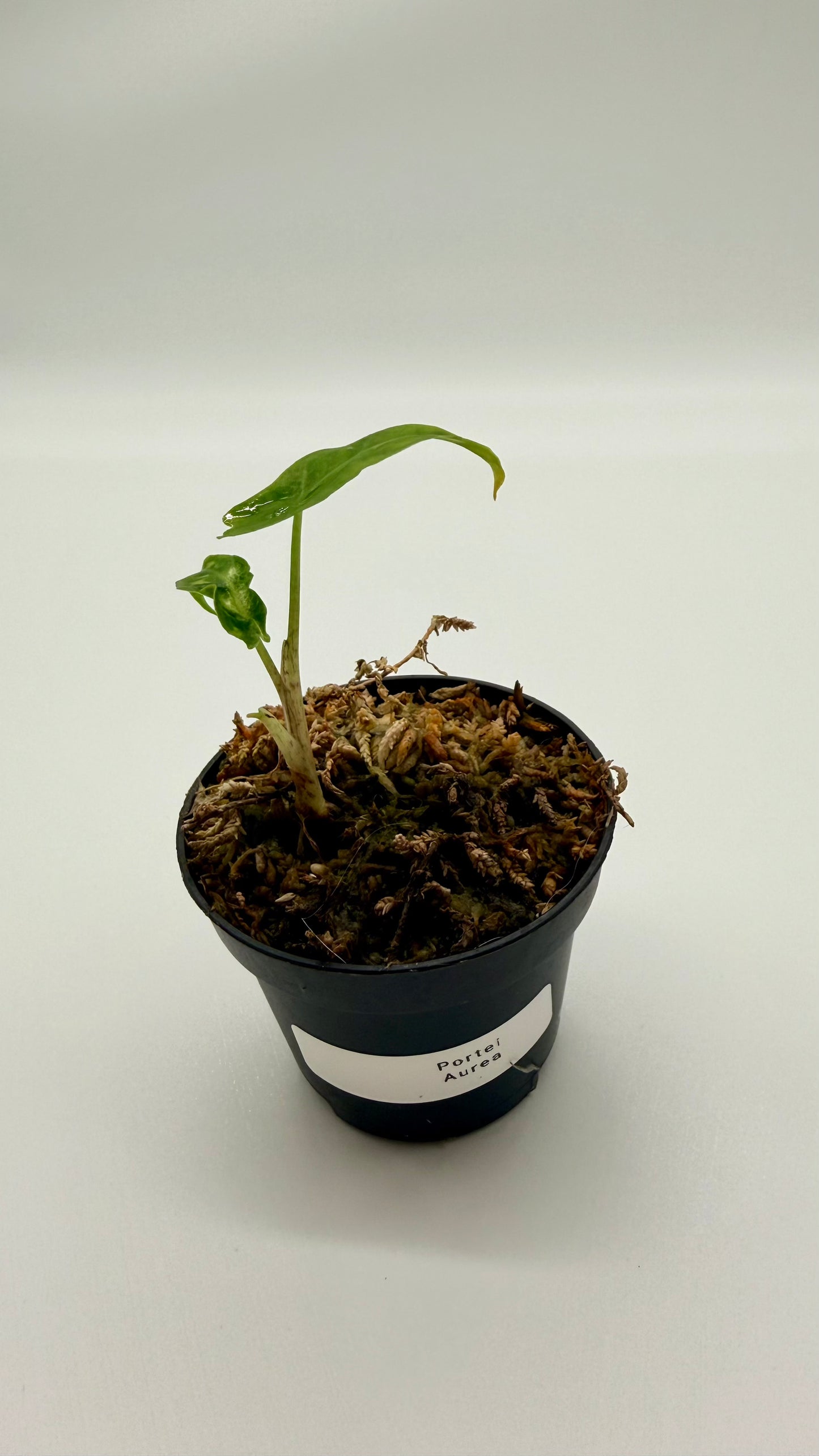 Alocasia Portei Aurea Variegata
