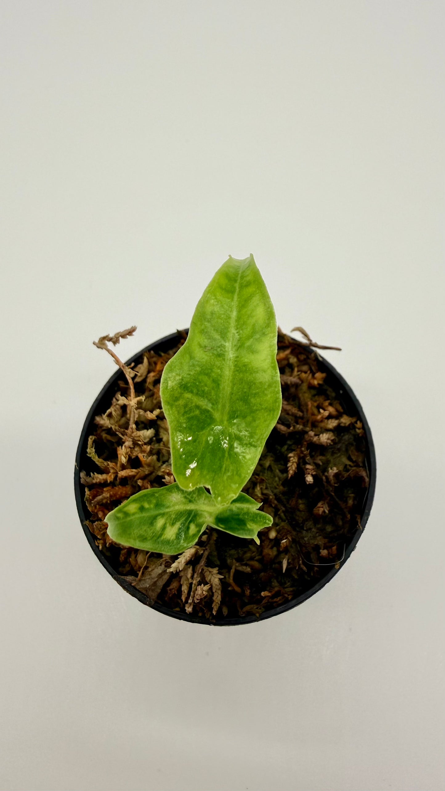 Alocasia Portei Aurea Variegata