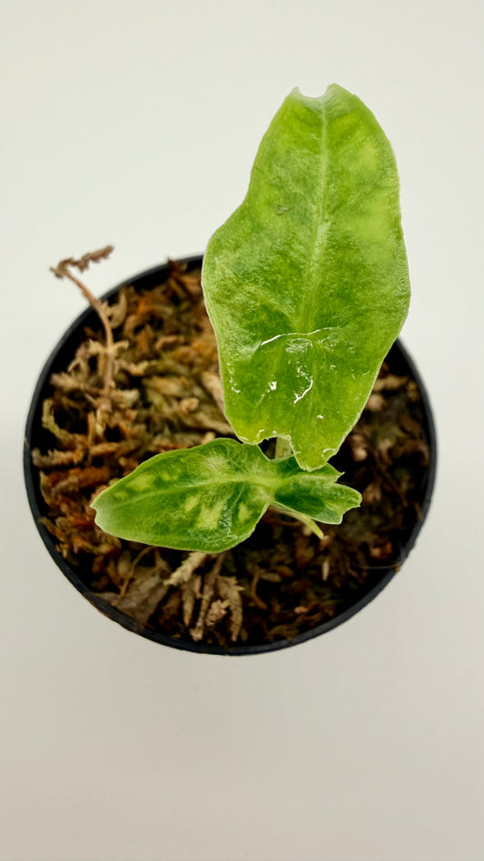 Alocasia Portei Aurea Variegata