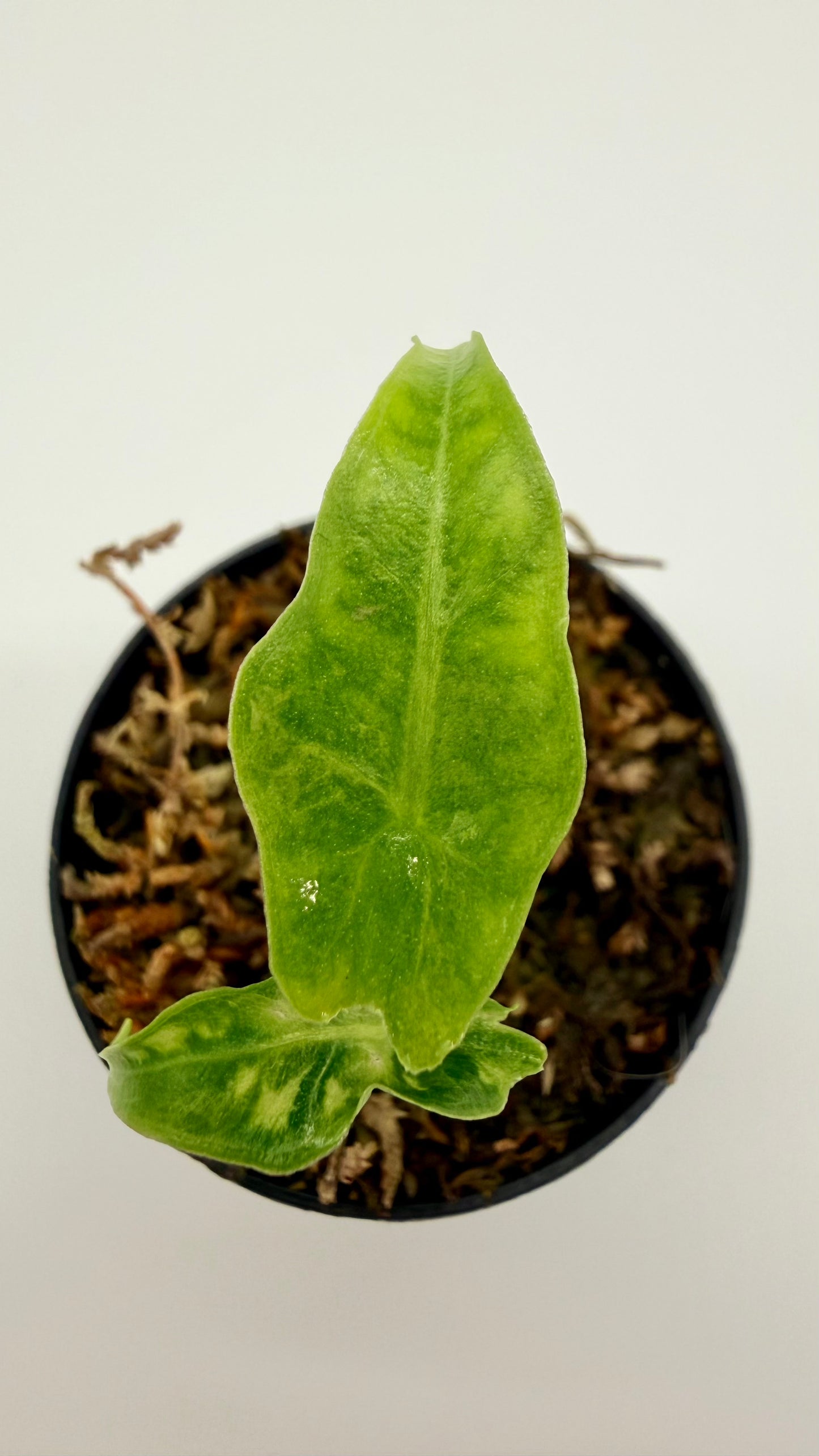Alocasia Portei Aurea Variegata