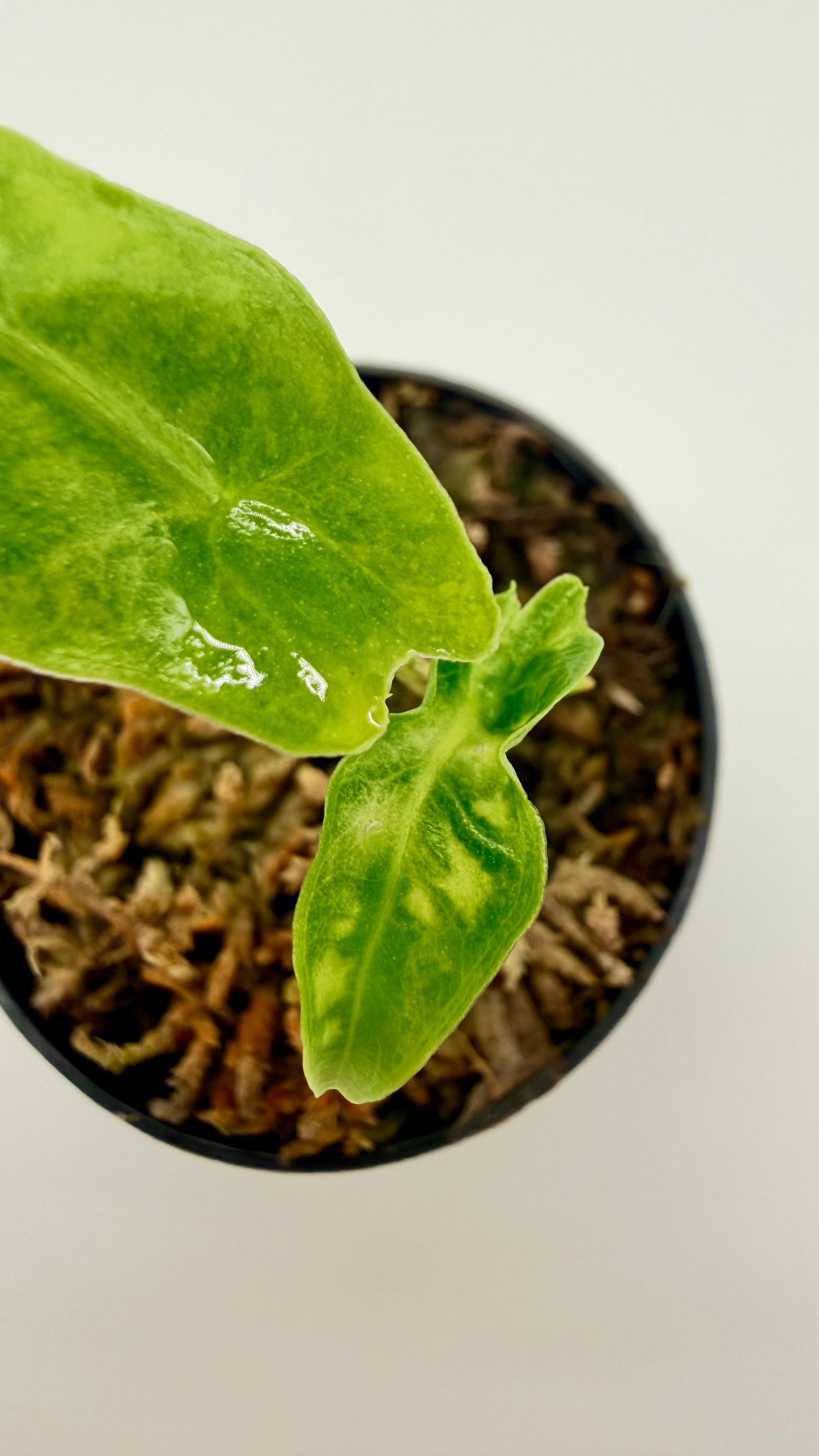 Alocasia Portei Aurea Variegata