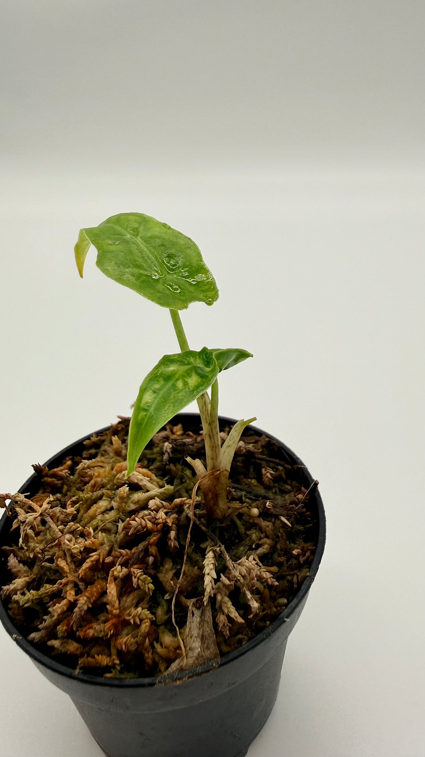 Alocasia Portei Aurea Variegata