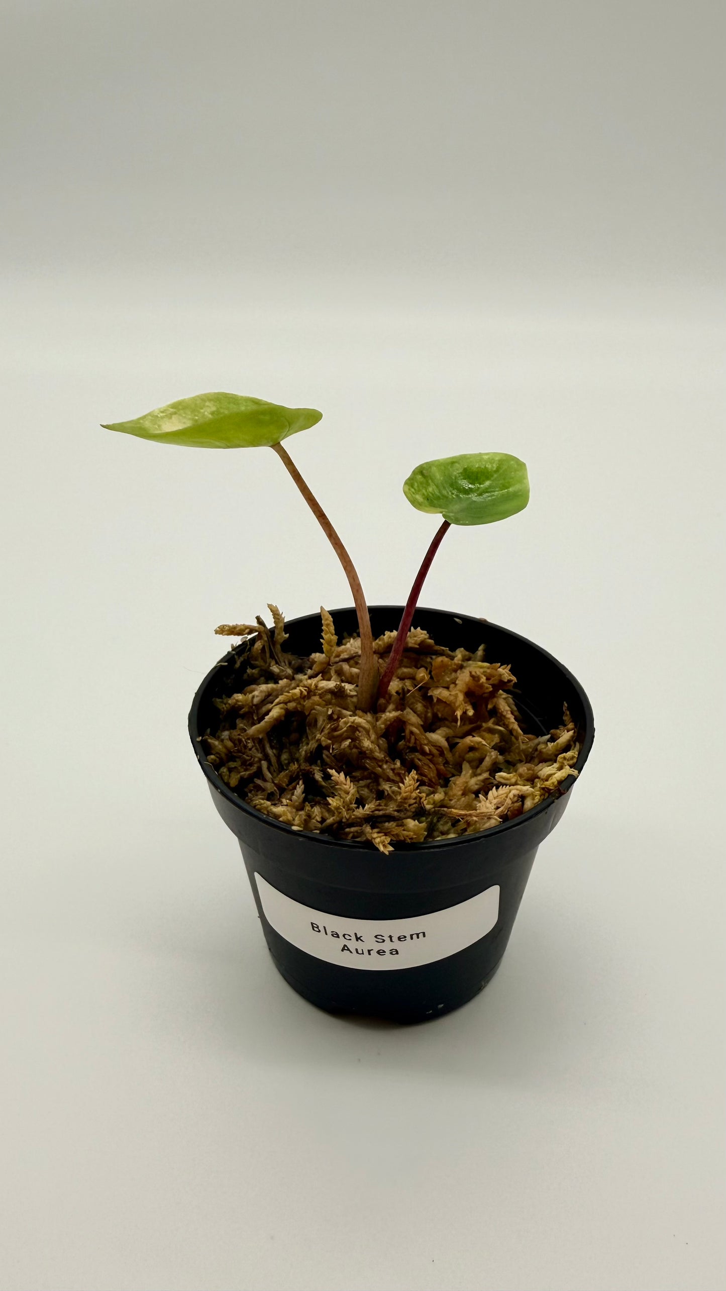Alocasia Black Stem Aurea Variegata