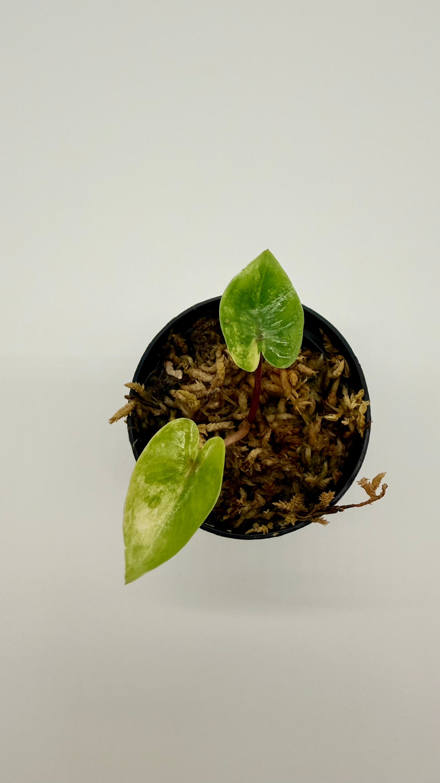 Alocasia Black Stem Aurea Variegata