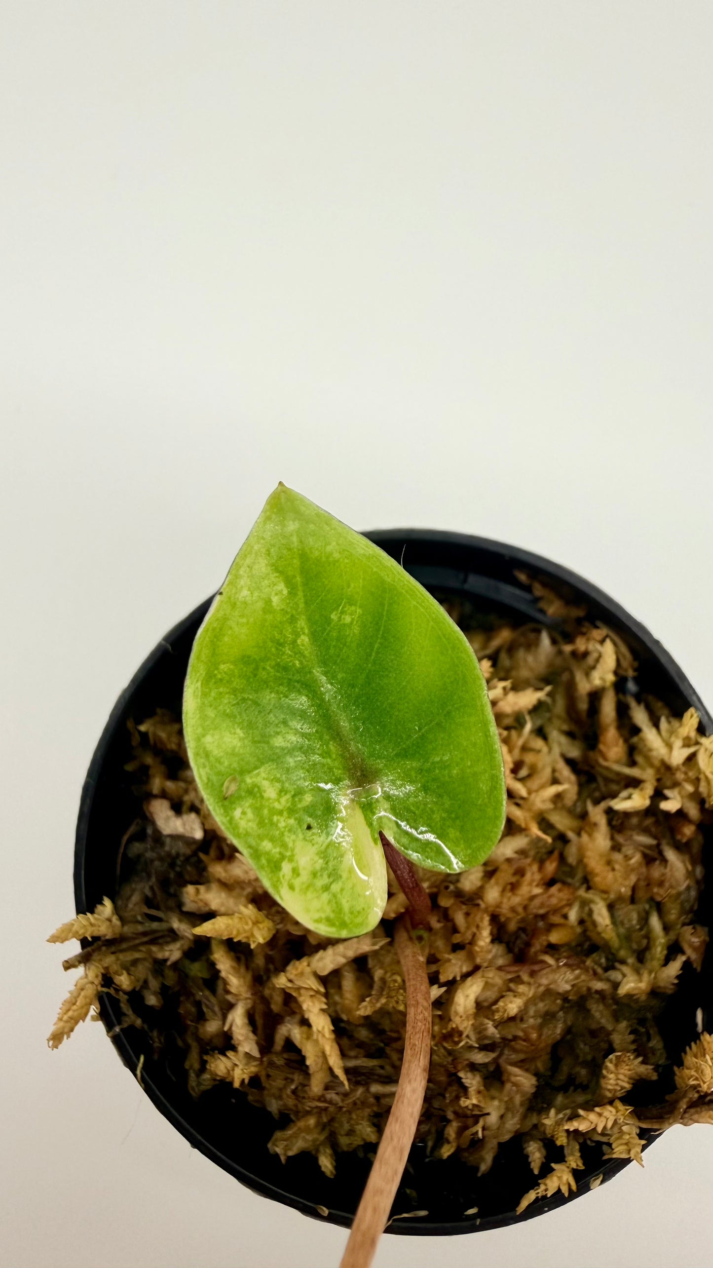 Alocasia Black Stem Aurea Variegata