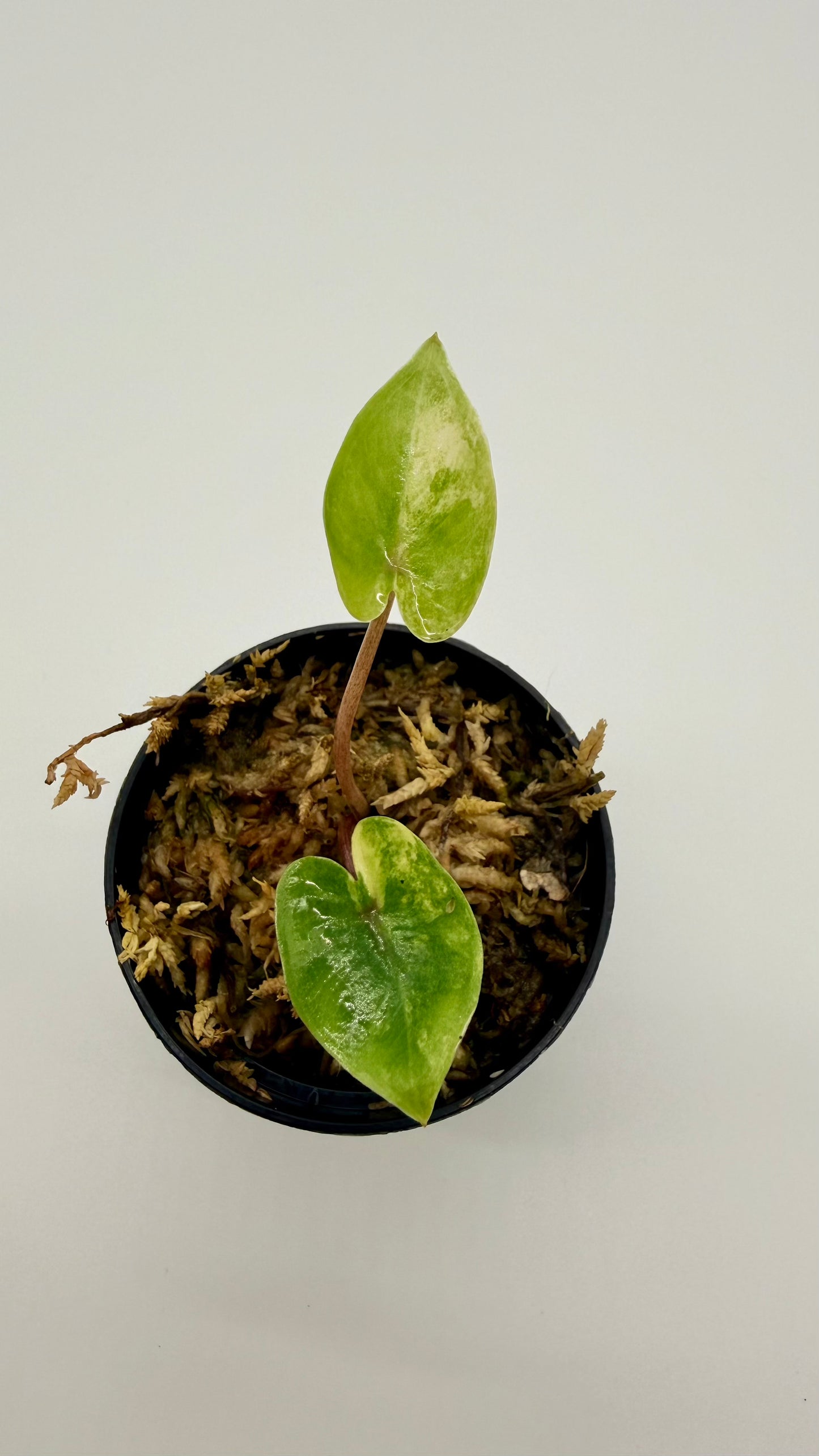 Alocasia Black Stem Aurea Variegata