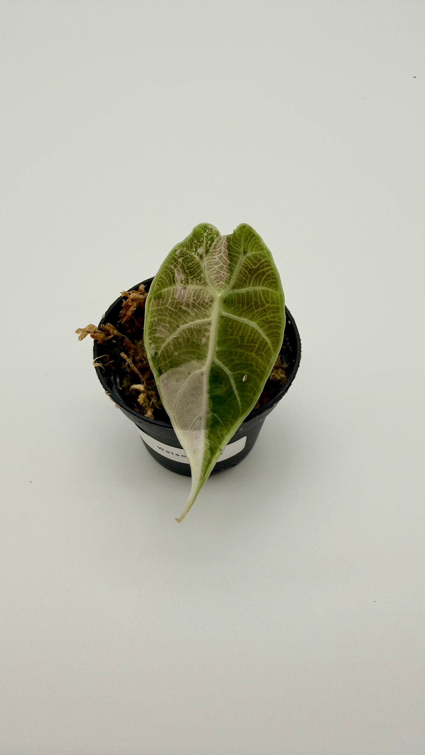 Alocasia Watsoniana Doff - Albo/Pink Variegata