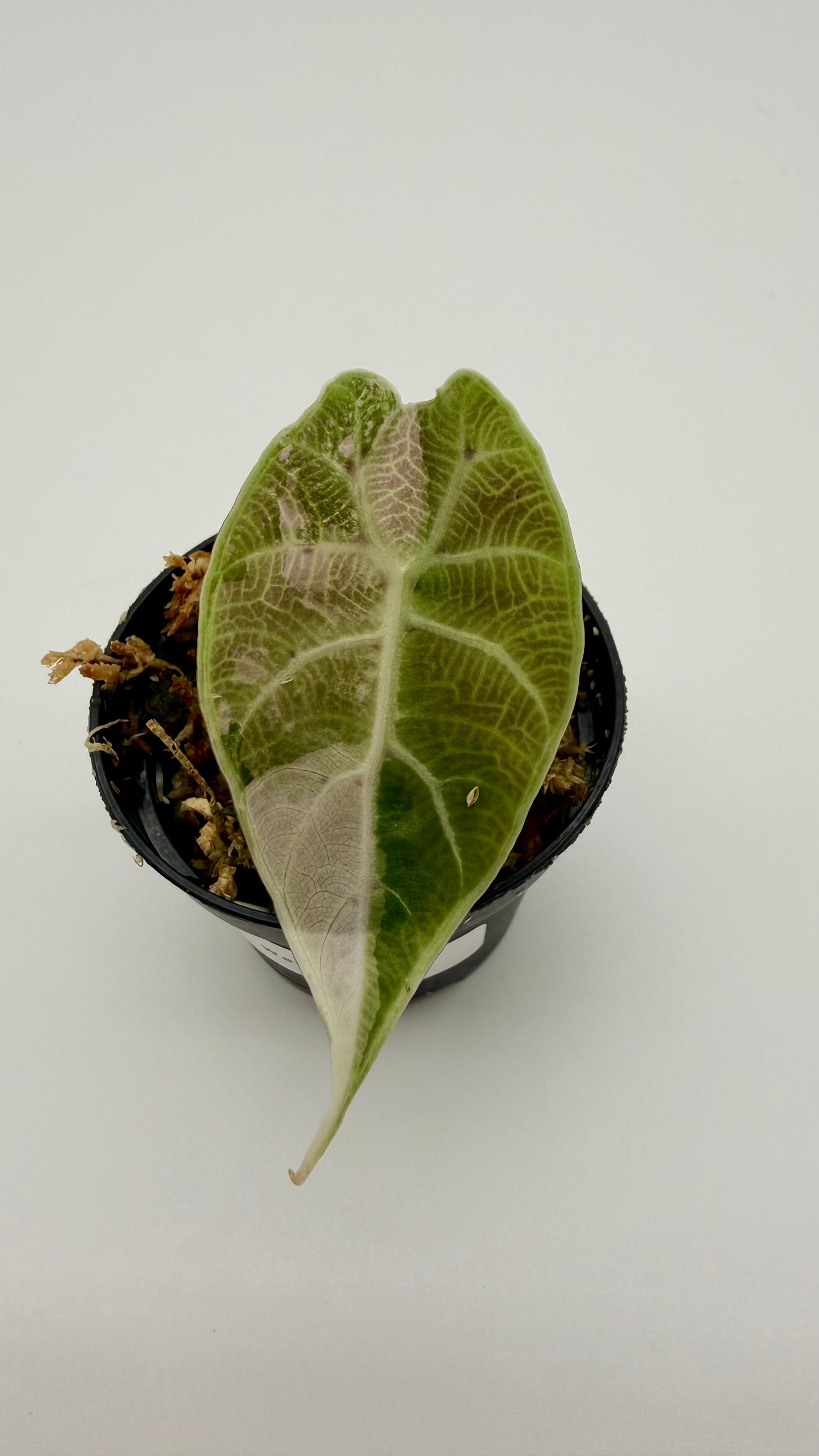 Alocasia Watsoniana Doff - Albo/Pink Variegata