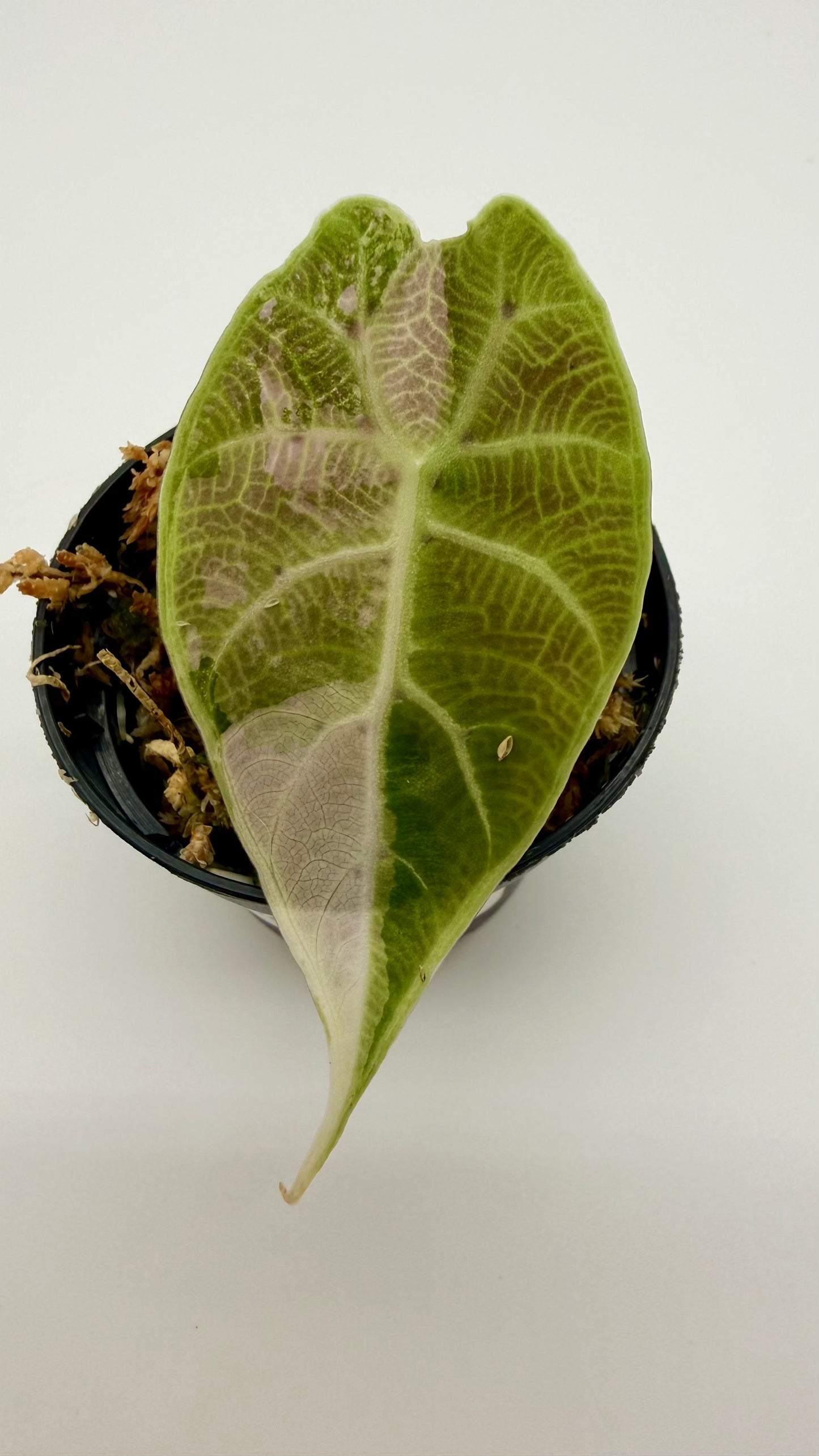 Alocasia Watsoniana Doff - Albo/Pink Variegata