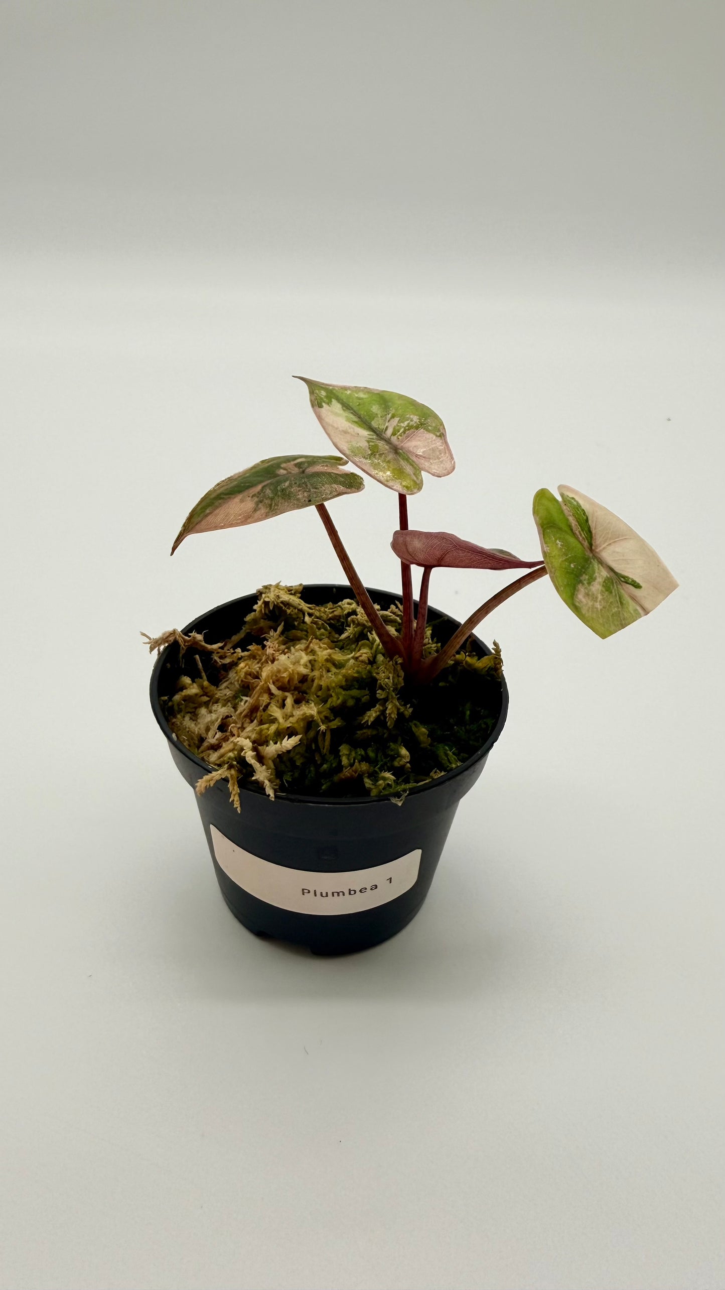 Alocasia Plumbea Nigra Albo/Pink Variegata