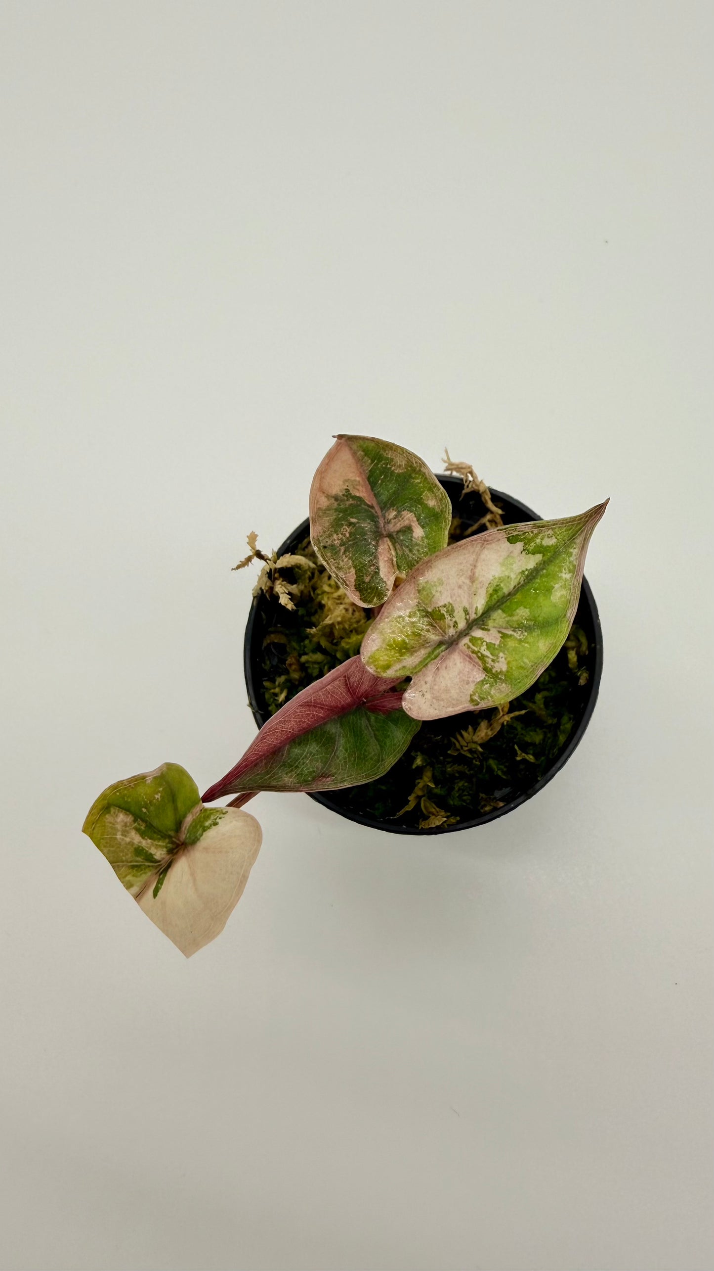 Alocasia Plumbea Nigra Albo/Pink Variegata