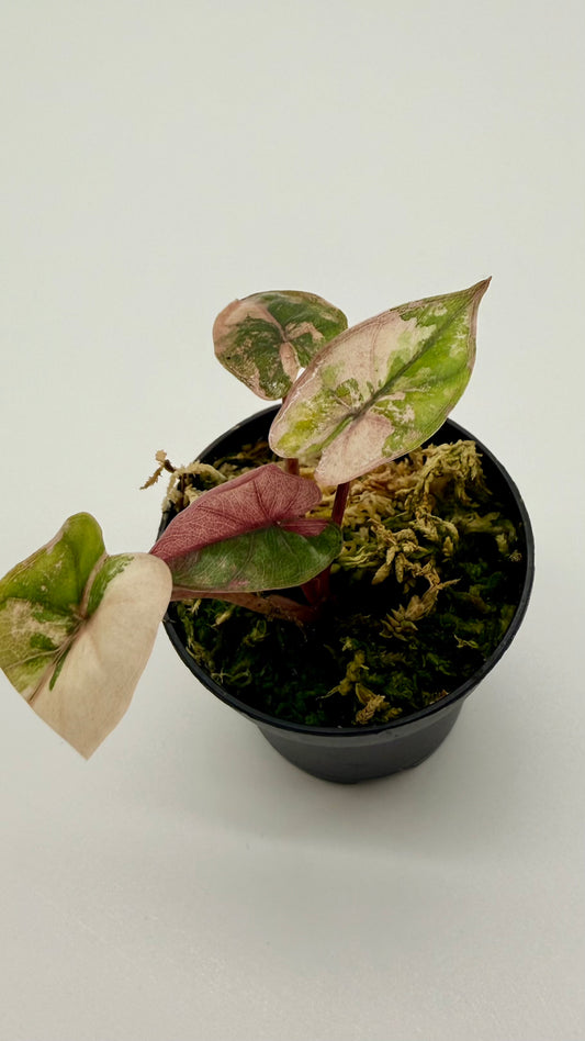 Alocasia Plumbea Nigra Albo/Pink Variegata