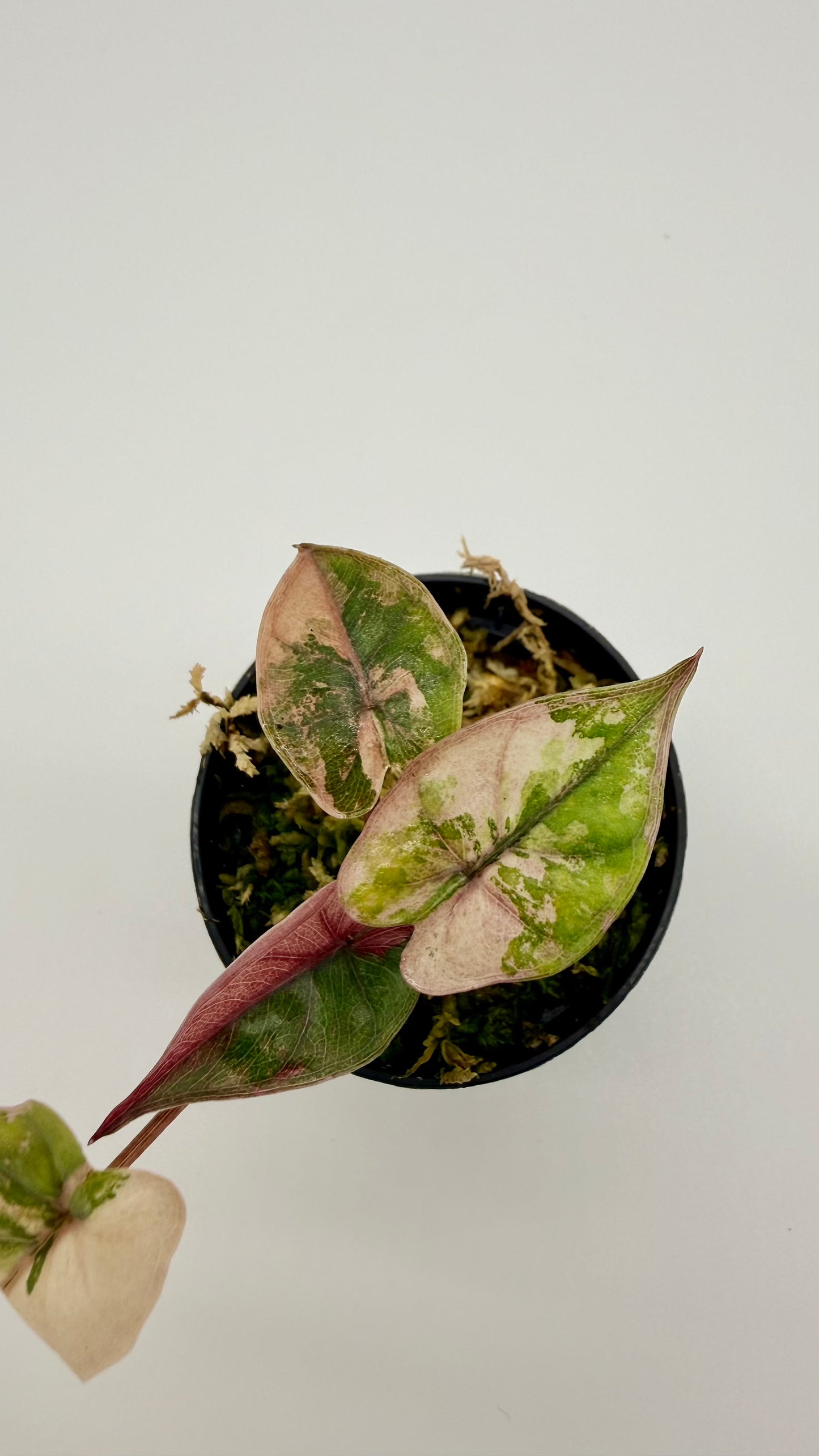 Alocasia Plumbea Nigra Albo/Pink Variegata