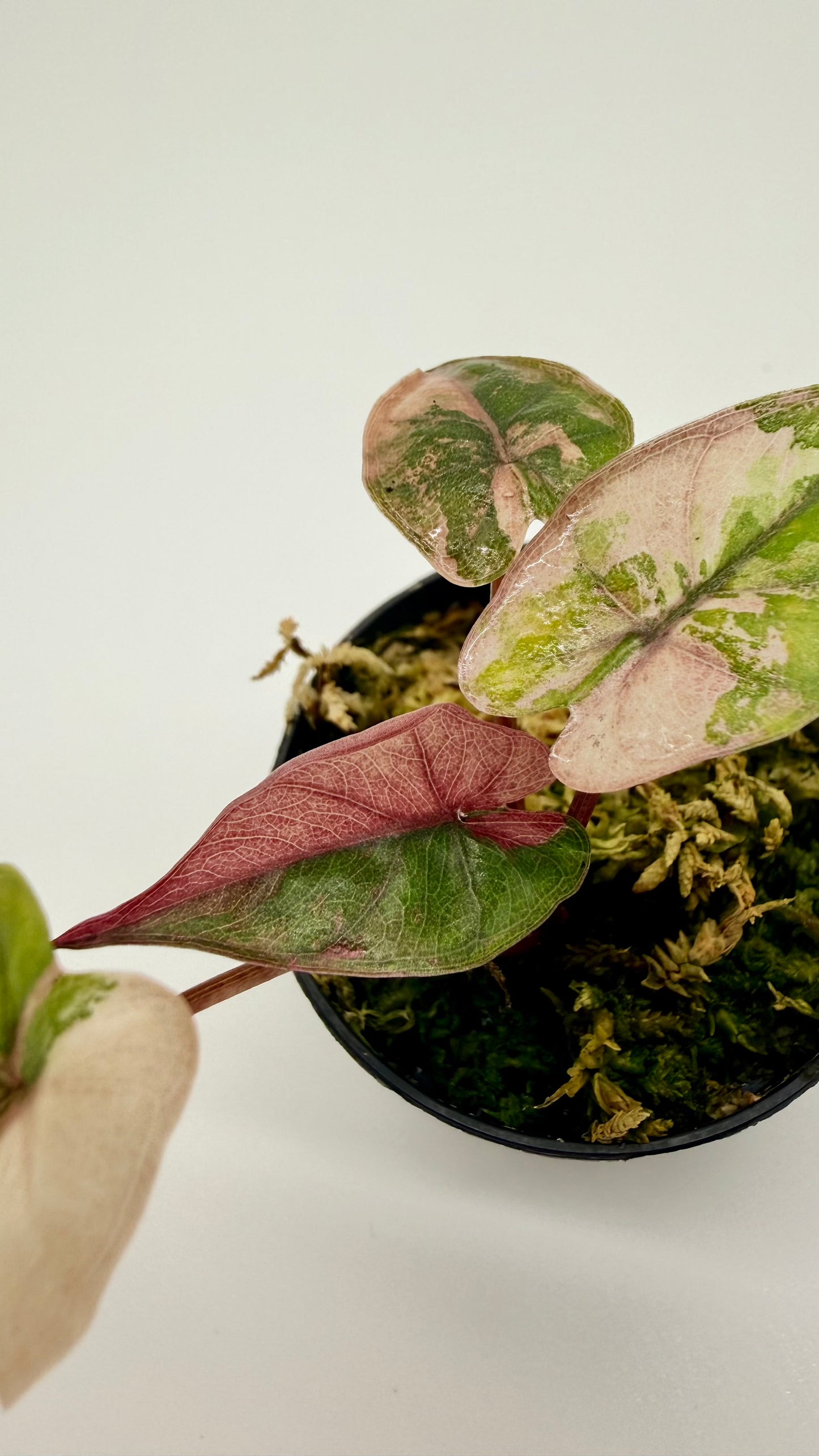 Alocasia Plumbea Nigra Albo/Pink Variegata